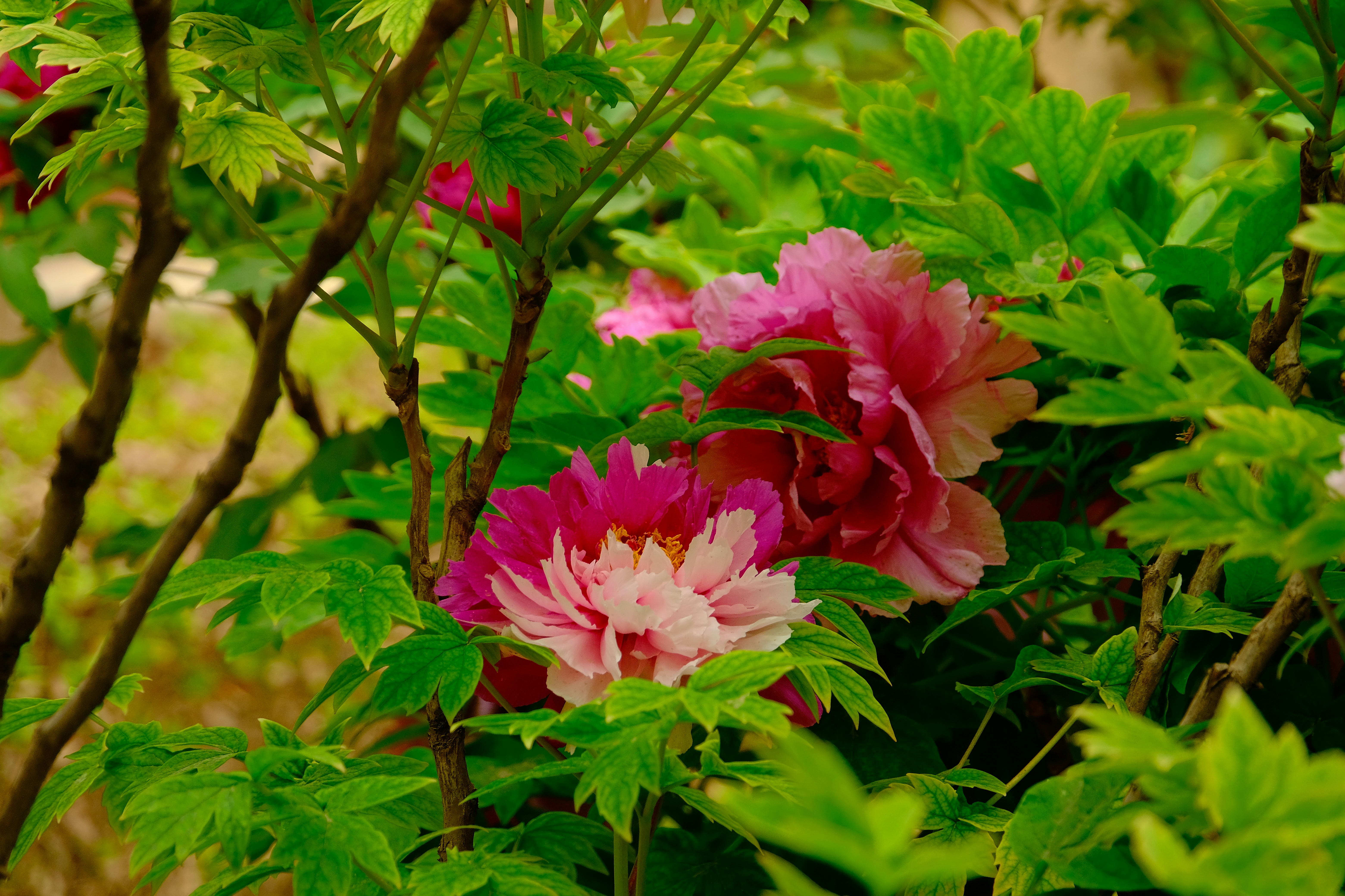 Photo by terrycarnivoroua