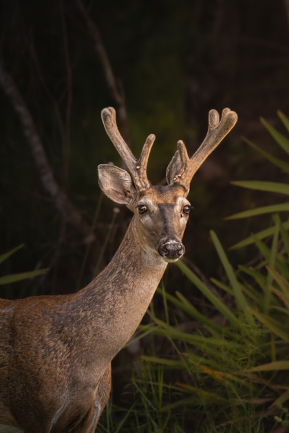 Mature whitetail buck peering from dense brush in late afternoon light