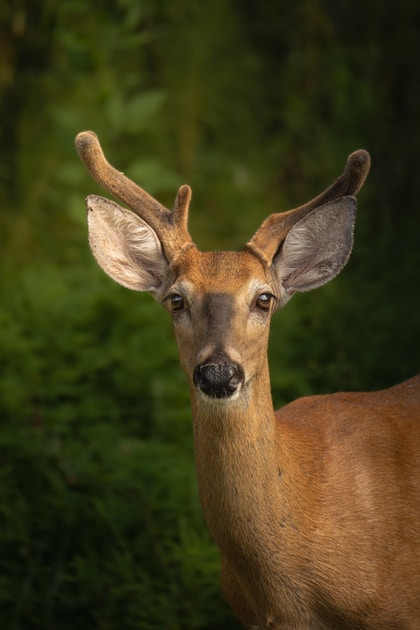 Giant typical whitetail buck in Iowa agriculture fields during late October pre-rut movement
