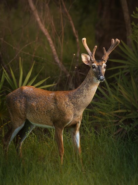 Whitetail deer in New York hardwood forest with fall foliage during deer season