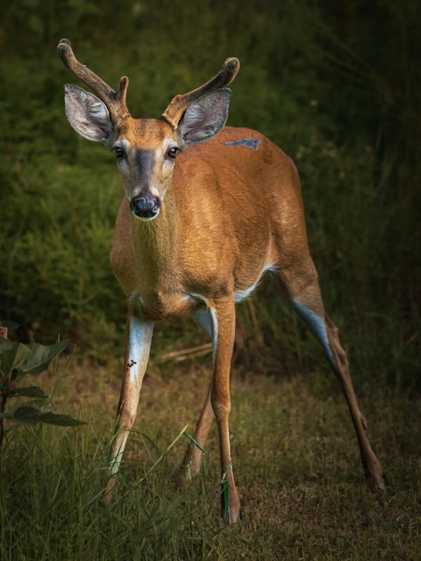 Mature whitetail buck in Iowa cornfield during fall rut