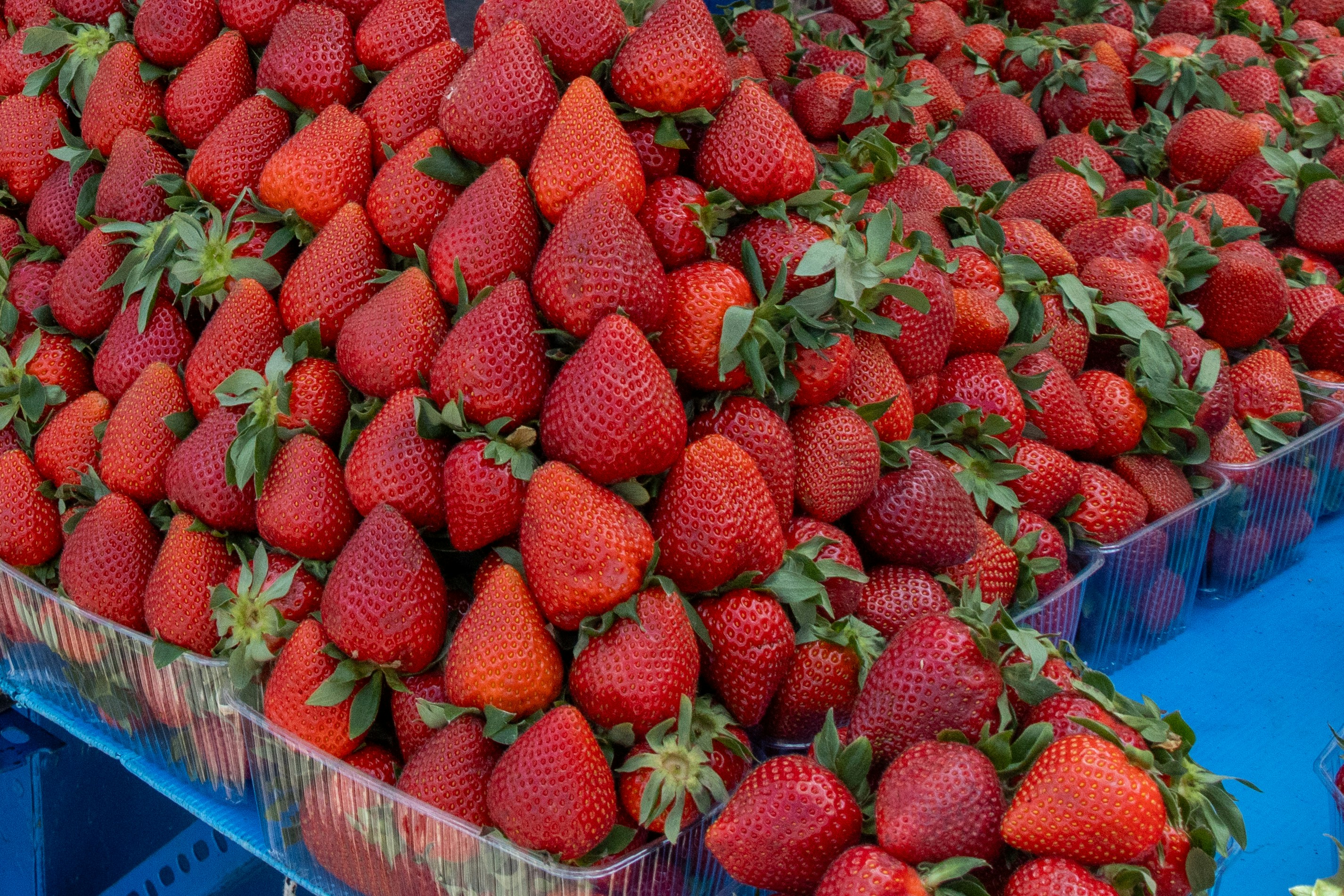 Strawberry Festival (Paradisi)