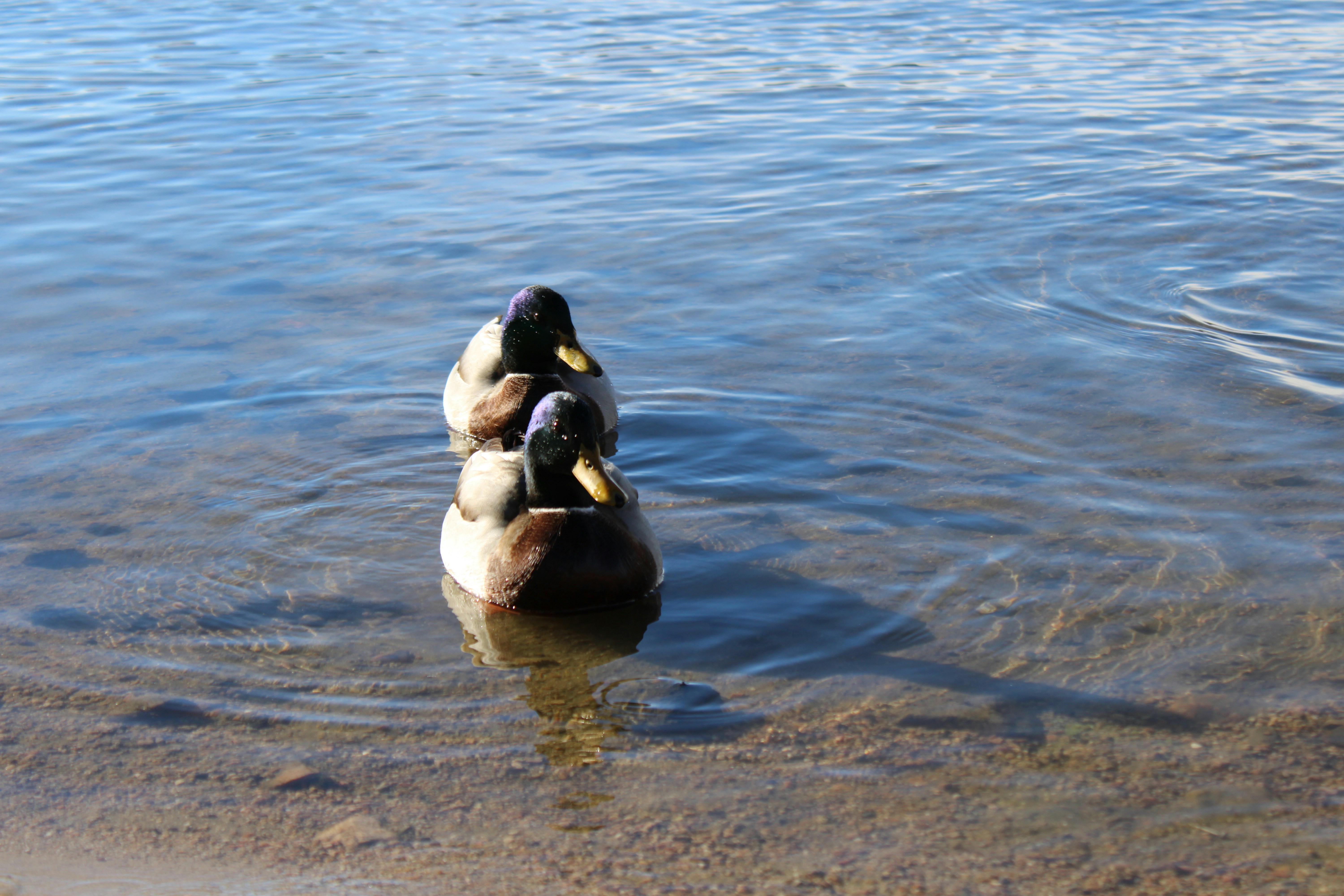 Photo by saibokaoerou