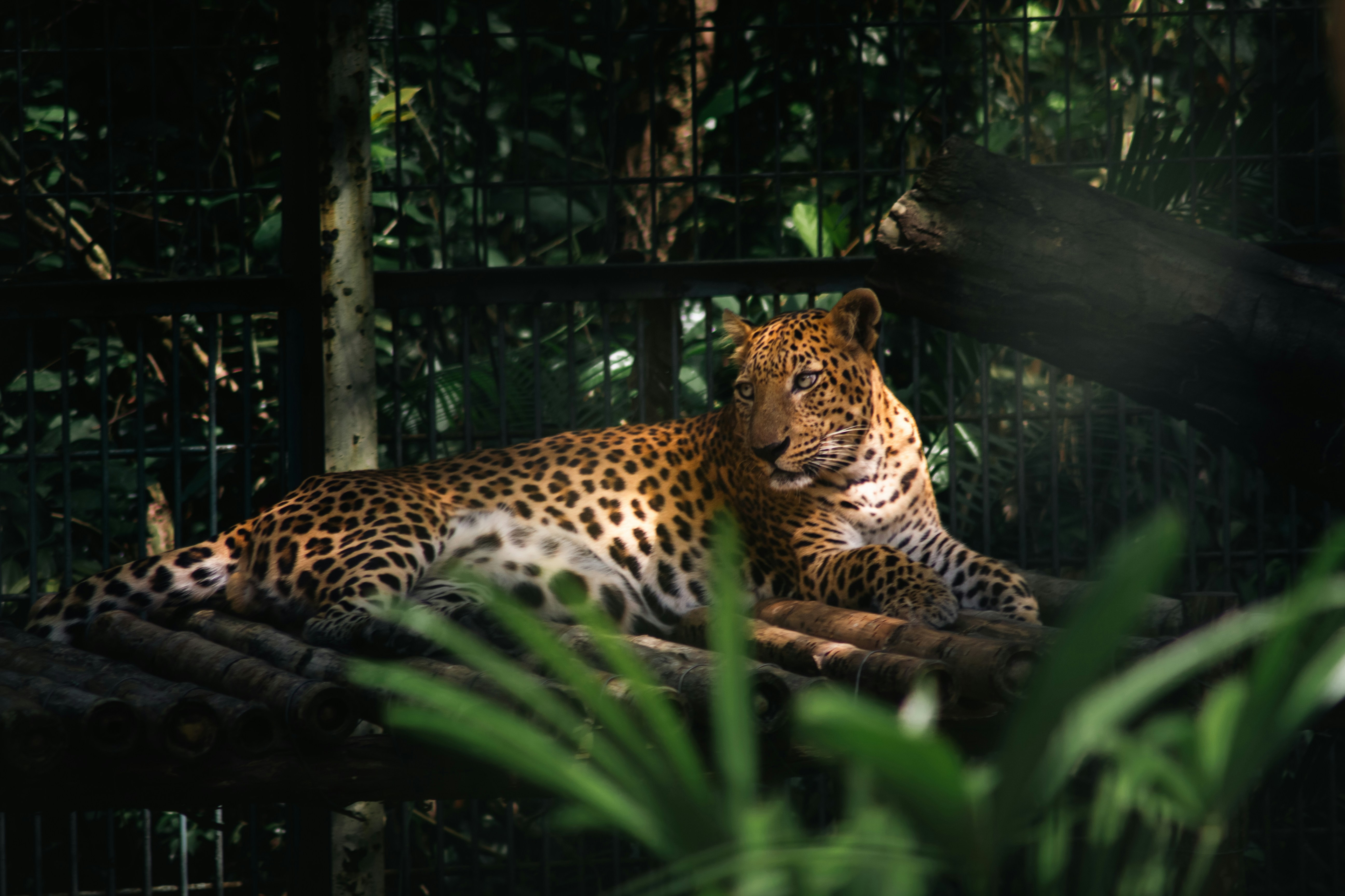 Puesto Policial N° 8 Jaguarete Forest
