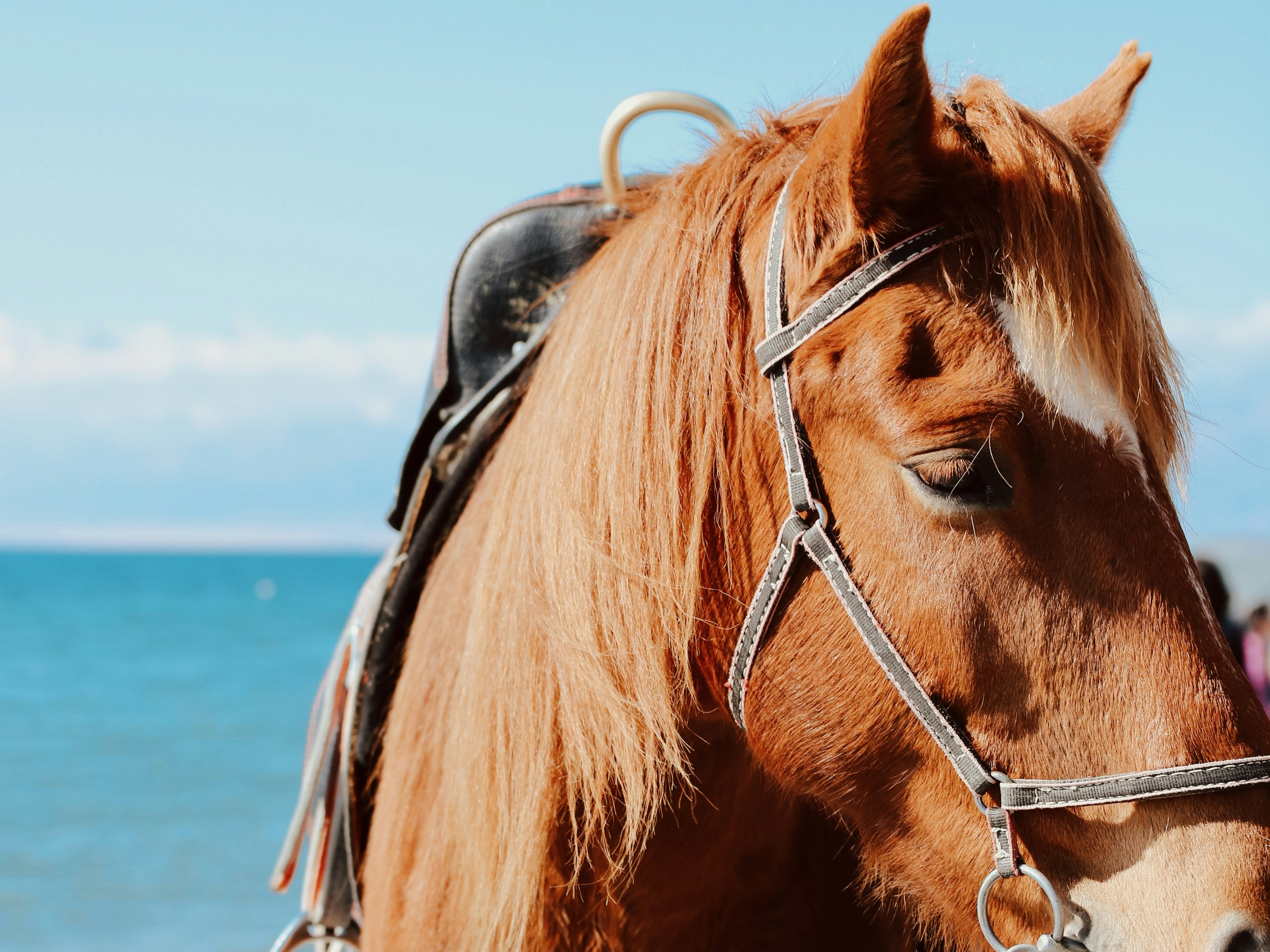 Ein Pferd mit Sattel steht am Meer.