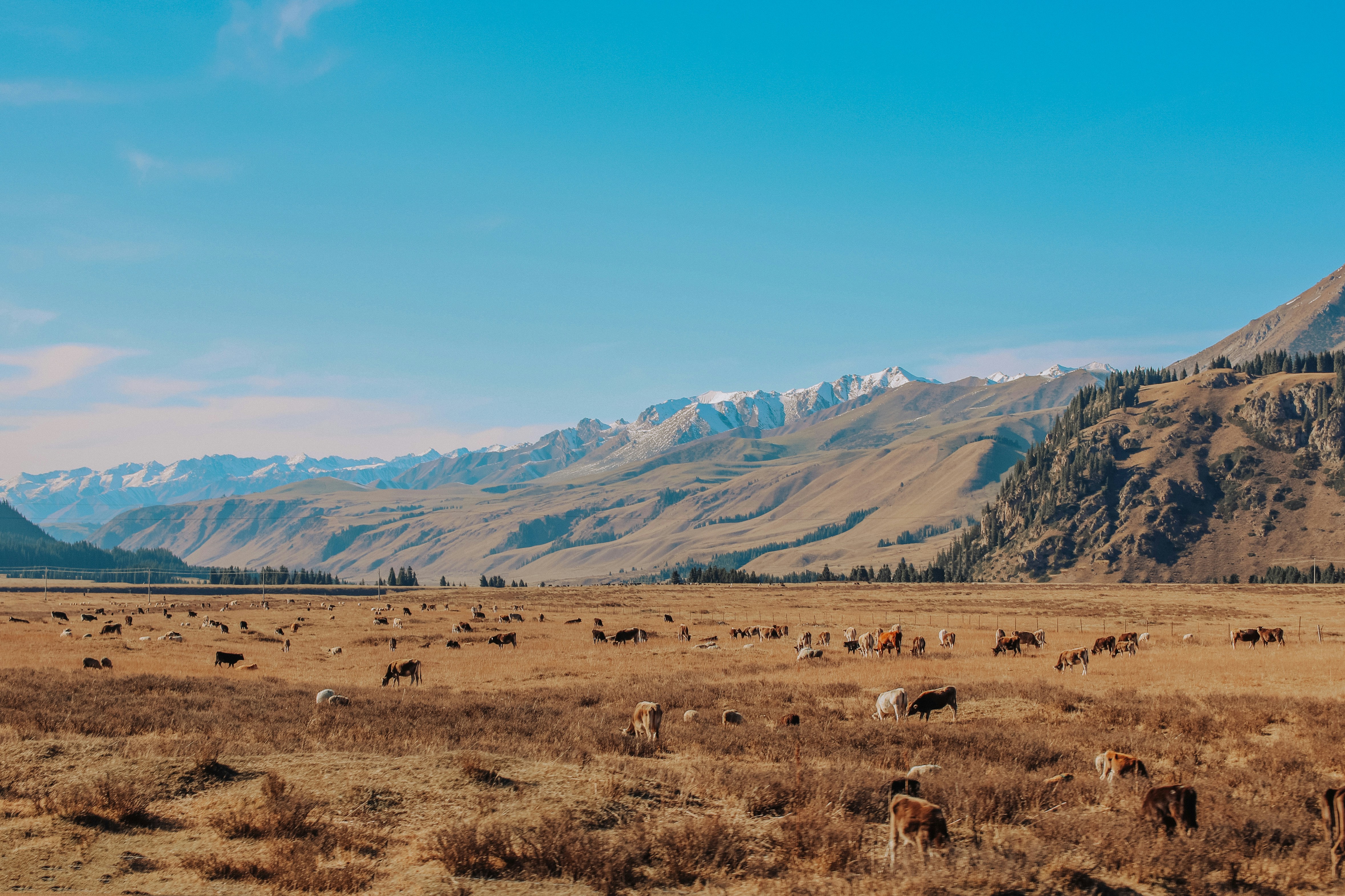 Kühe grasen auf einem Feld mit Bergen im Hintergrund.