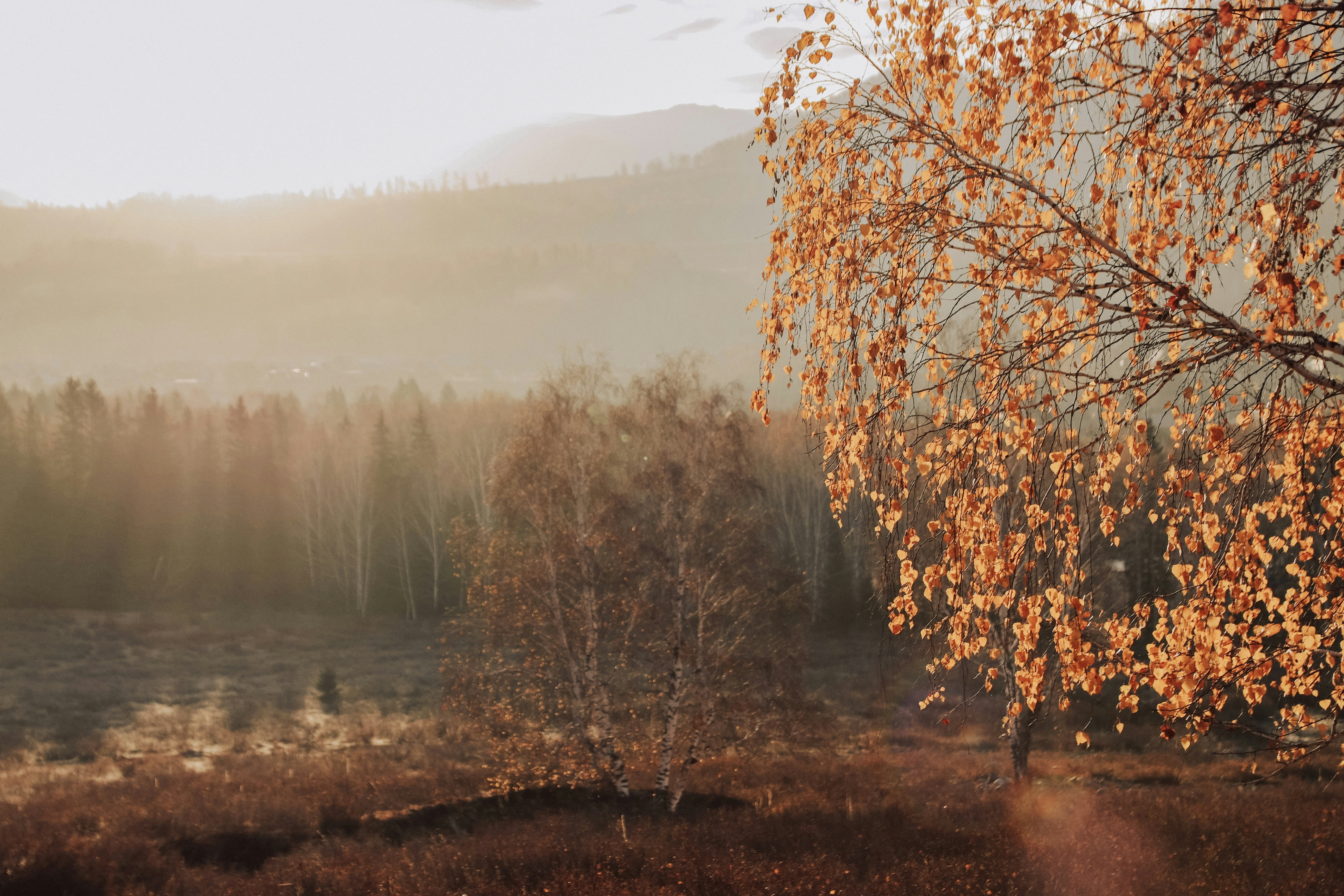 Die Herbstsonne taucht den Wald in goldenes Licht.