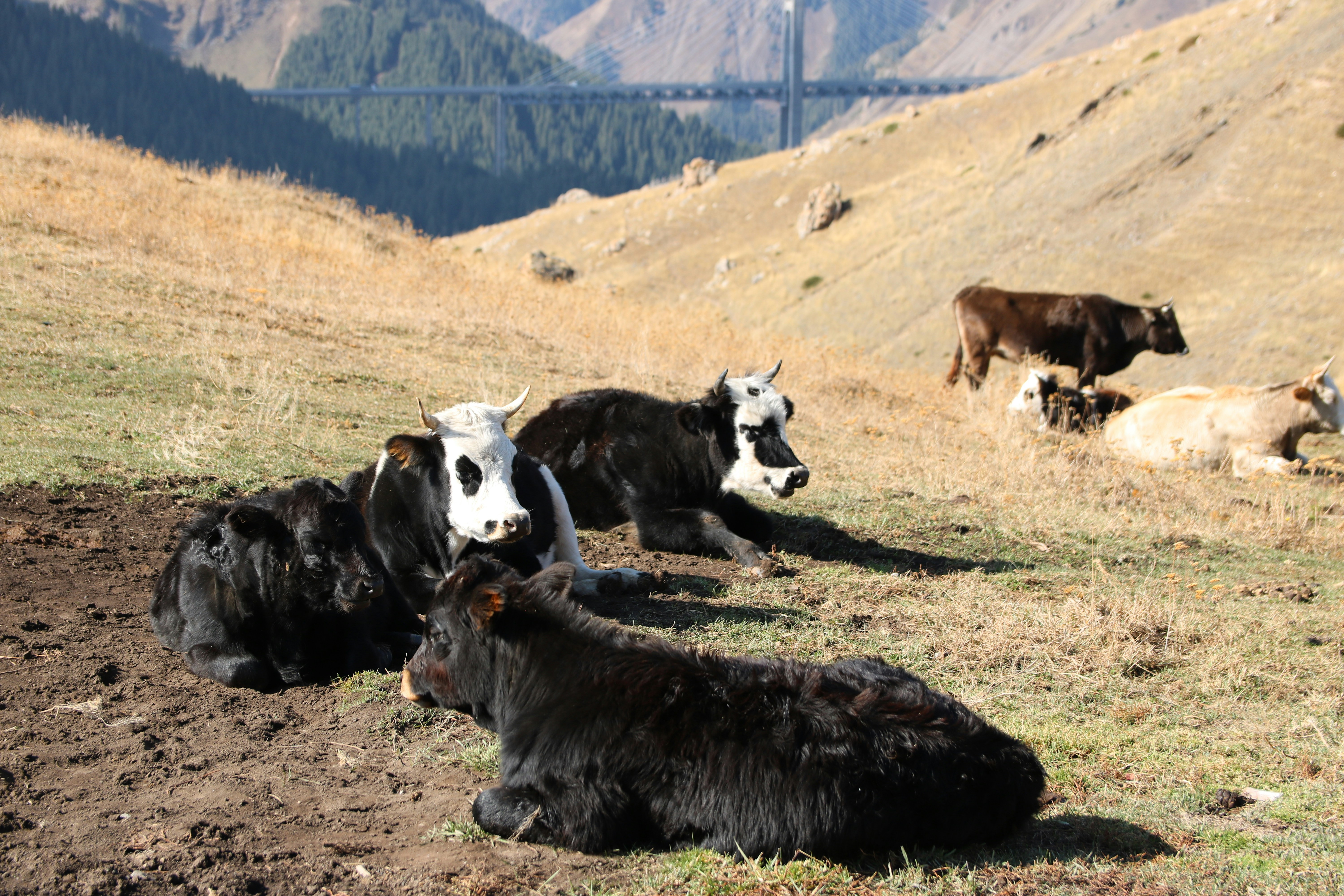 Kühe ruhen sich auf einem Hügel mit Bergen im Hintergrund aus.