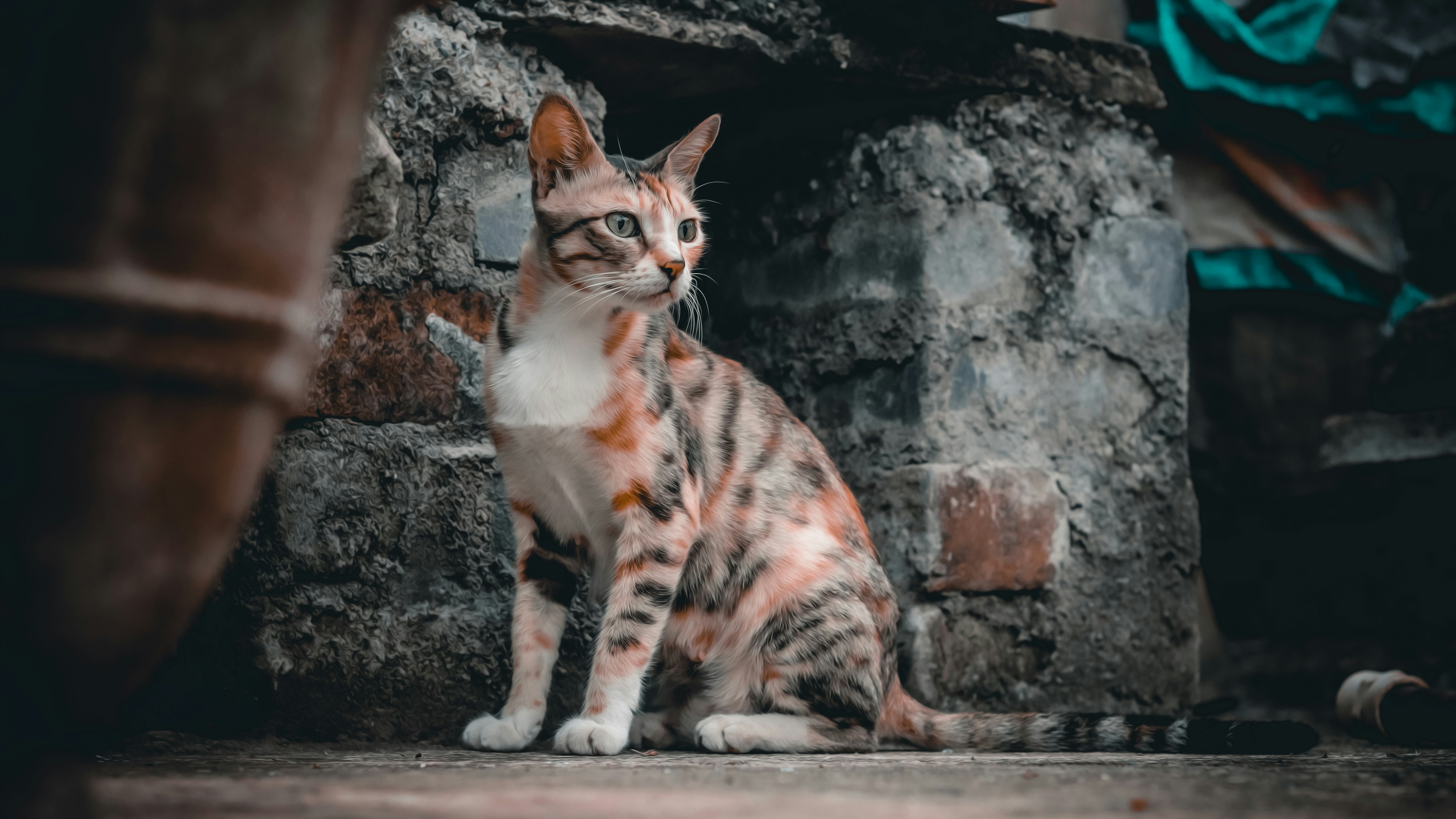 A cat sits calmly near a stone wall.