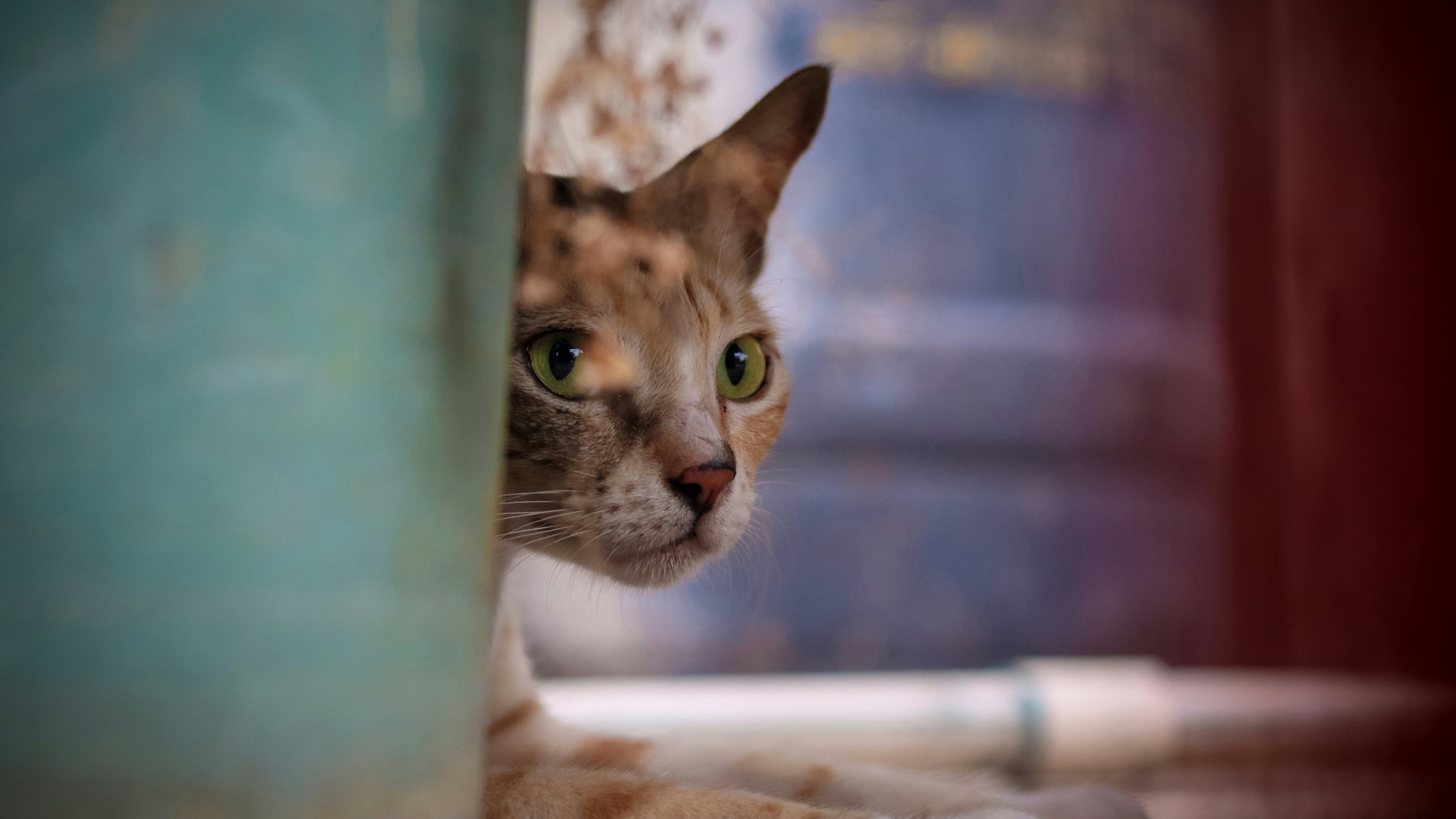 A curious cat peeks from behind an object.
