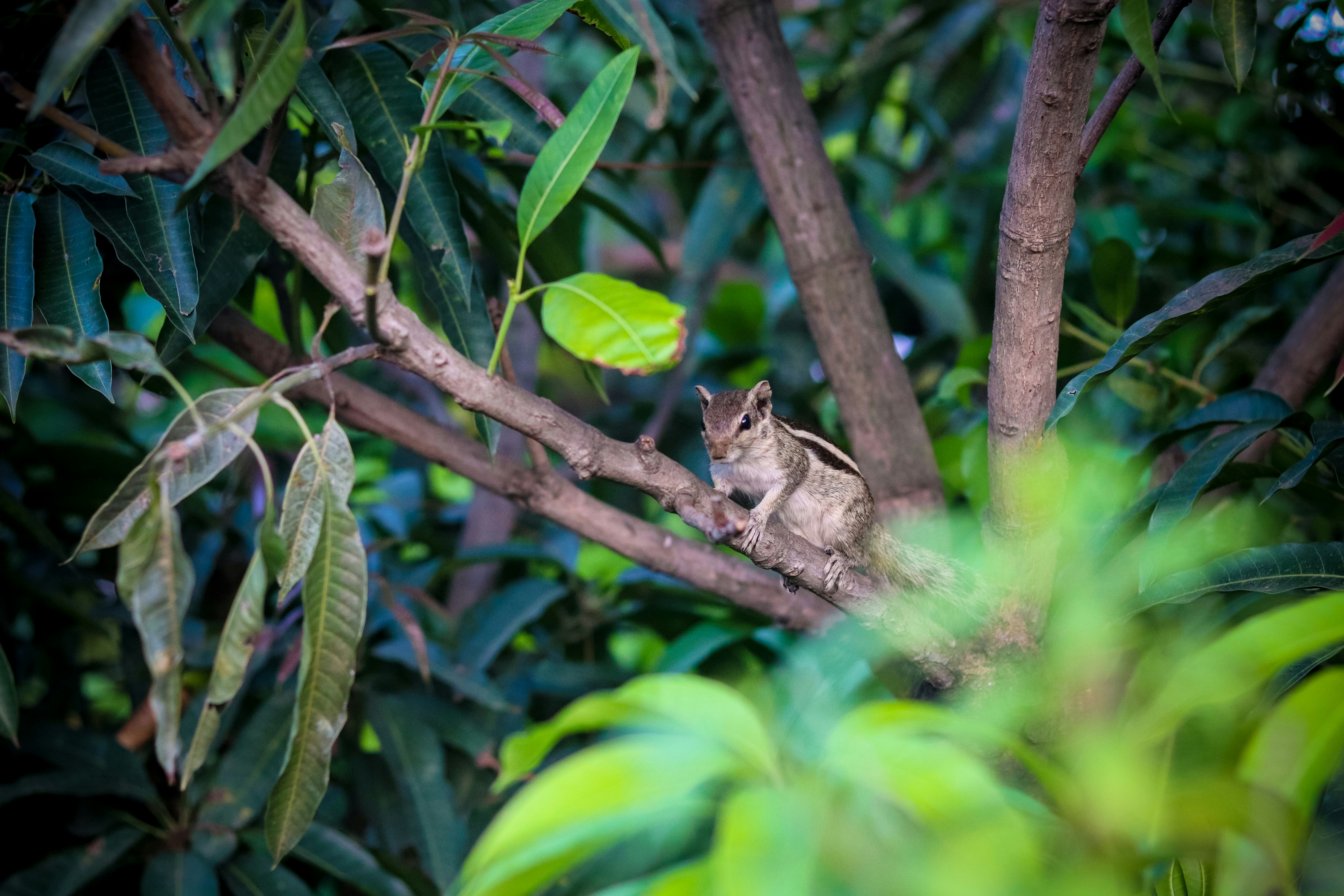 Photo by nayaktulu354