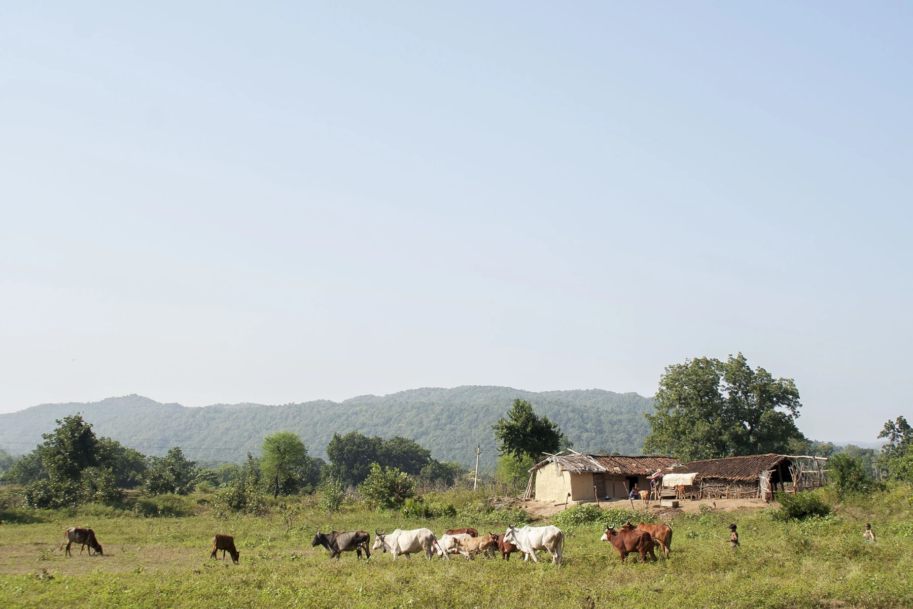 Cattle grazing near a farmhouse