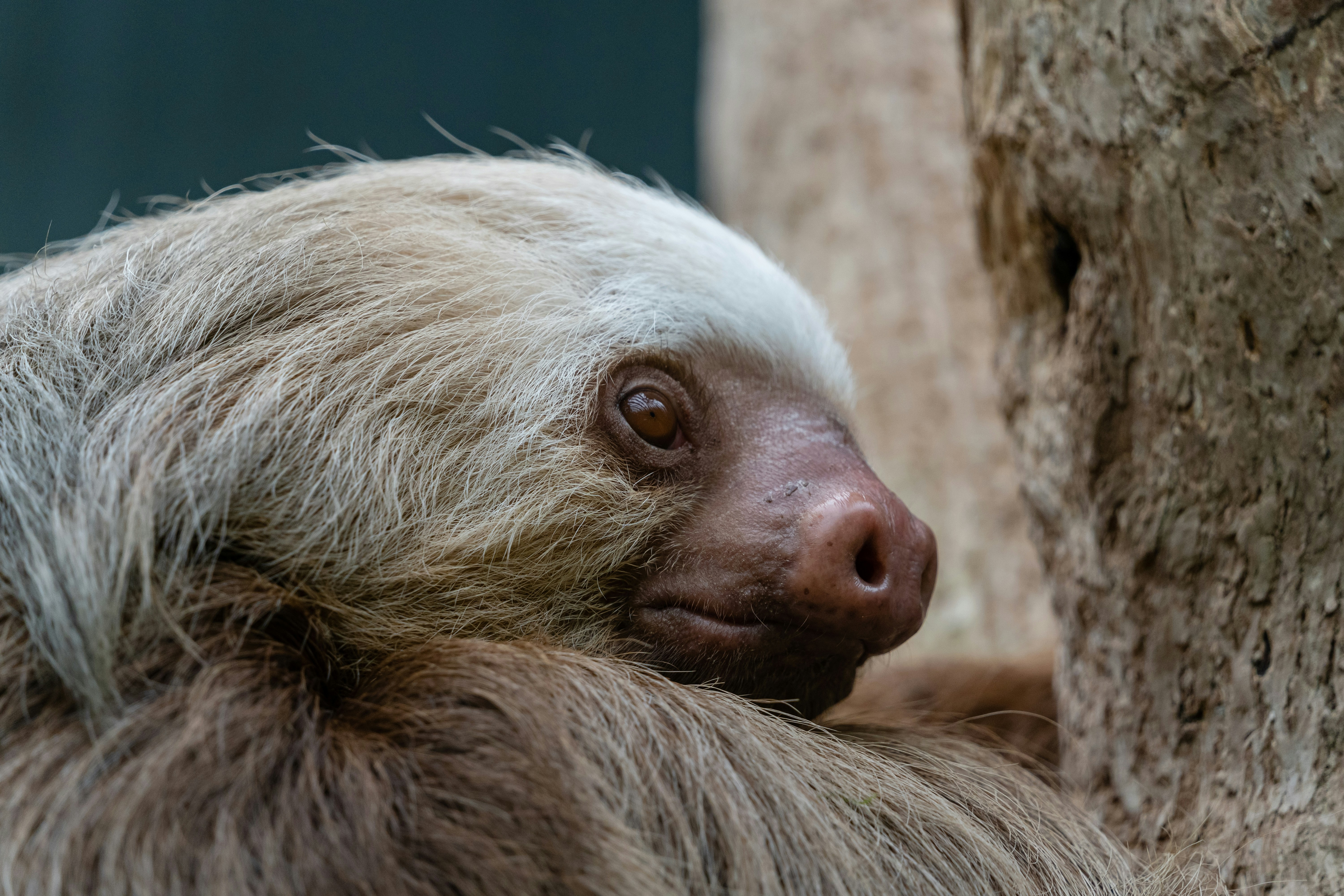 A sloth is hanging out on a tree.