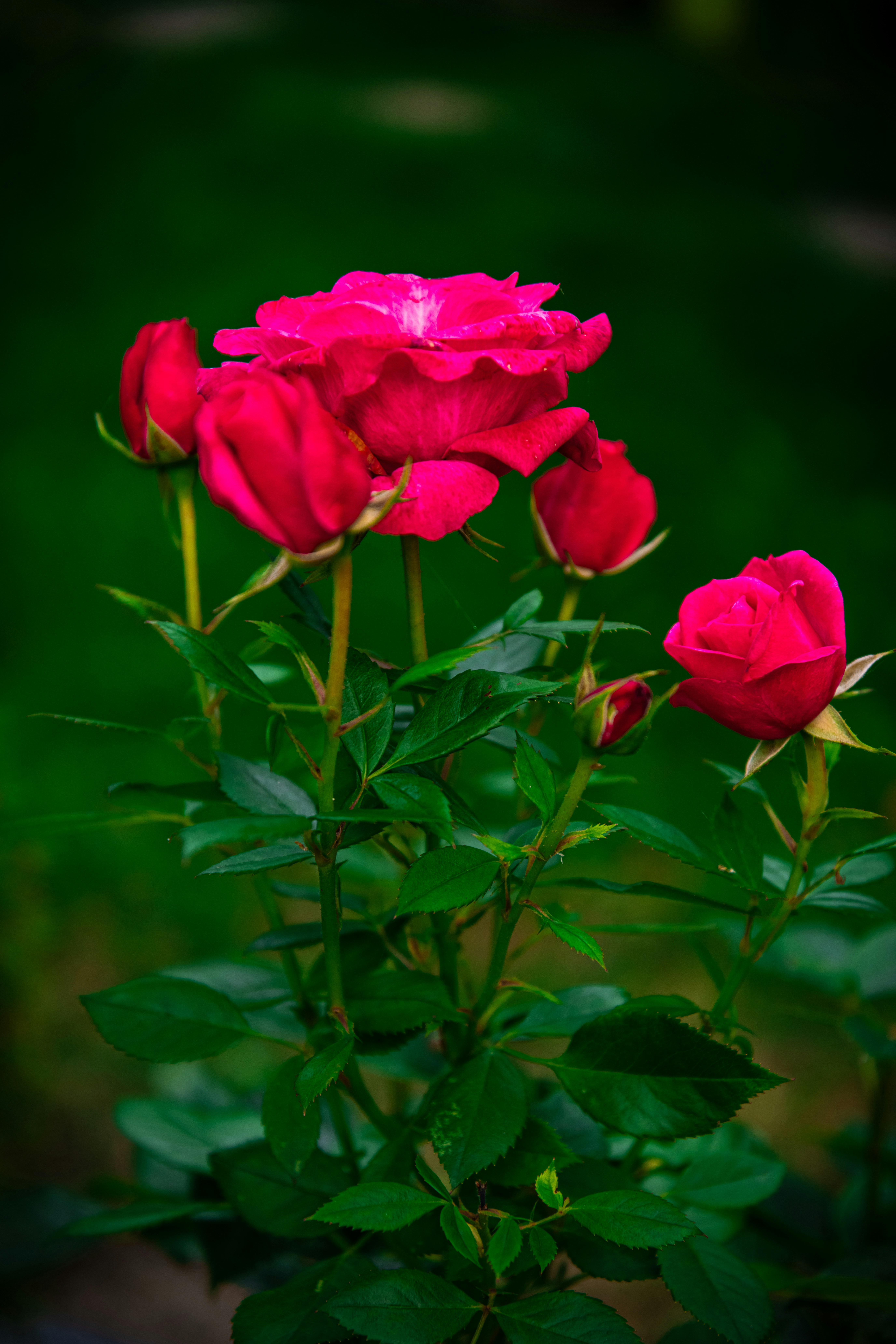 Bright red roses are in full bloom. photo – Free Flower Image on Unsplash, image size:3000x4500