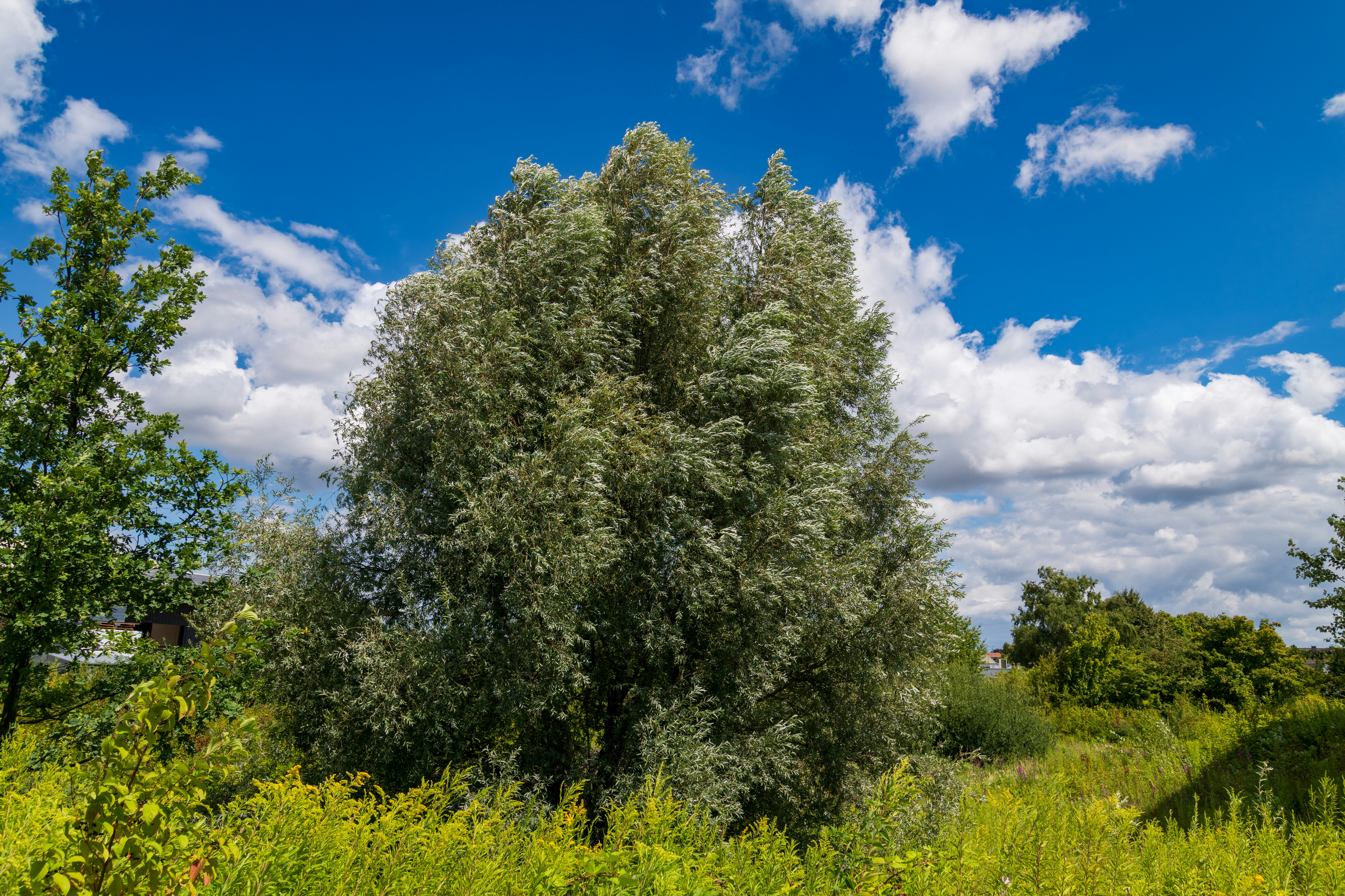 Photo by skstrannik