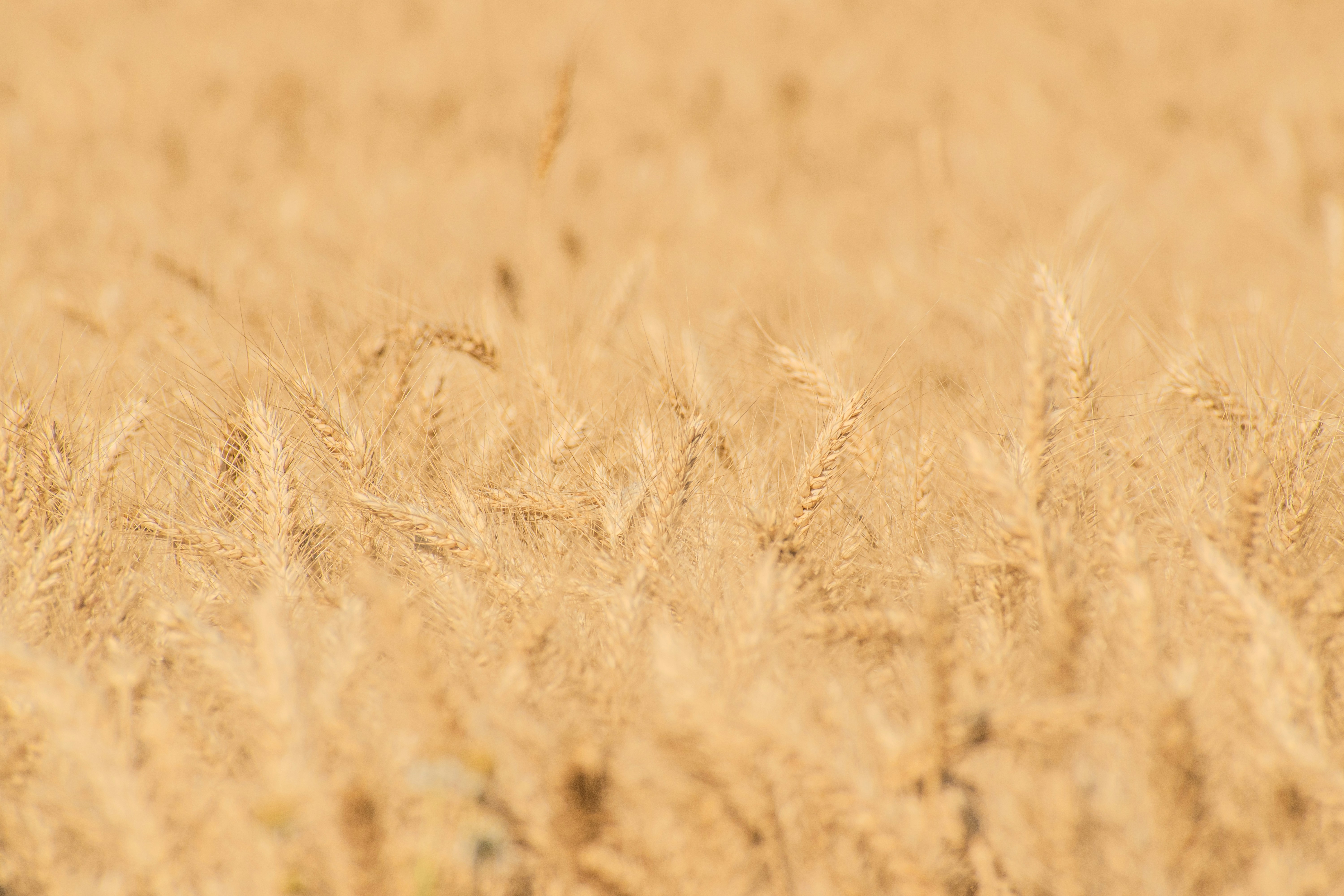 Golden wheat field ready for harvest.