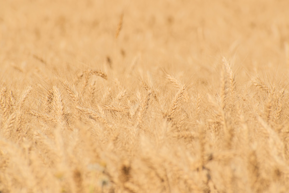 Campo de trigo dourado pronto para a colheita — os primeiros frutos da terra sob a luz do sol