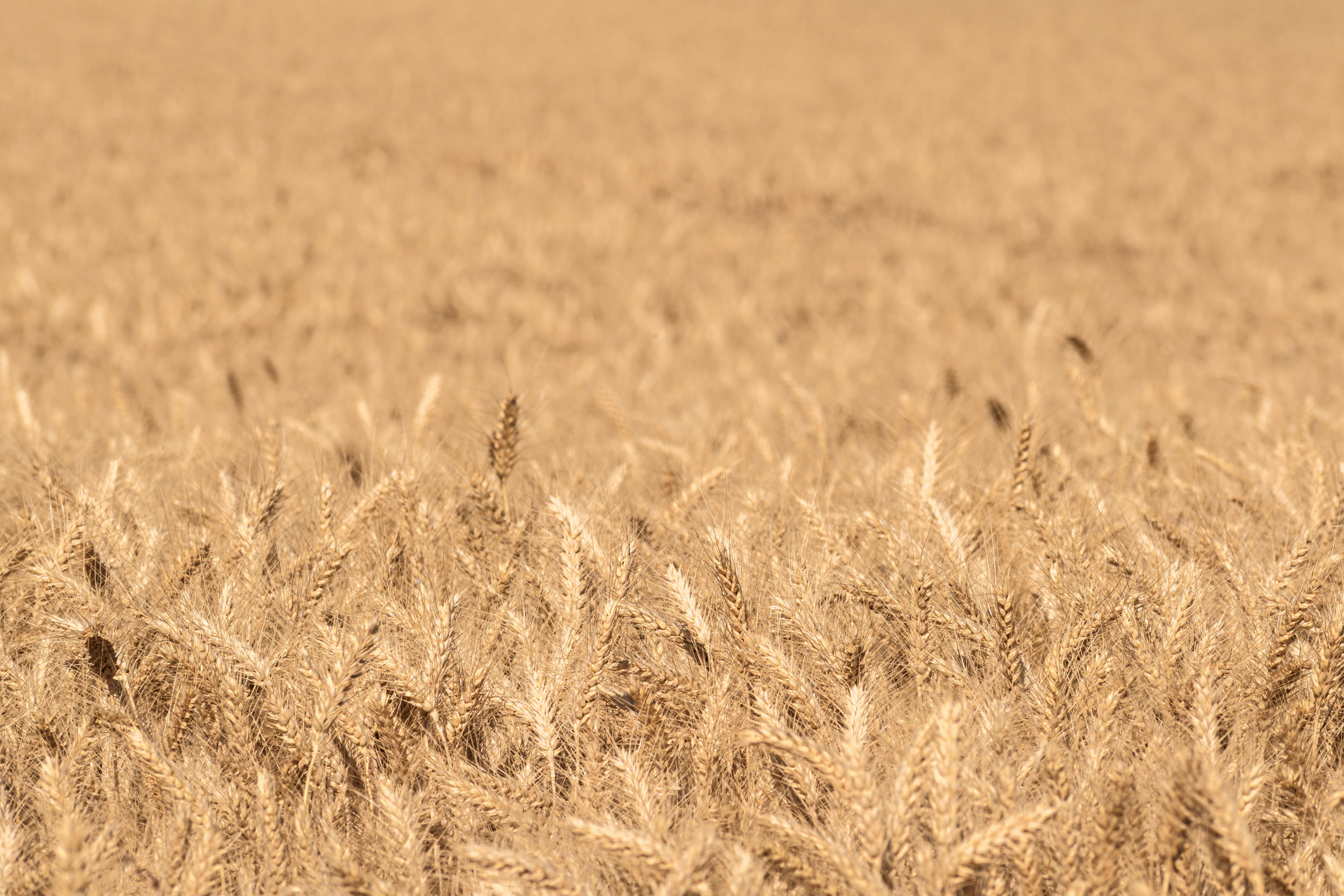 Field of golden wheat.