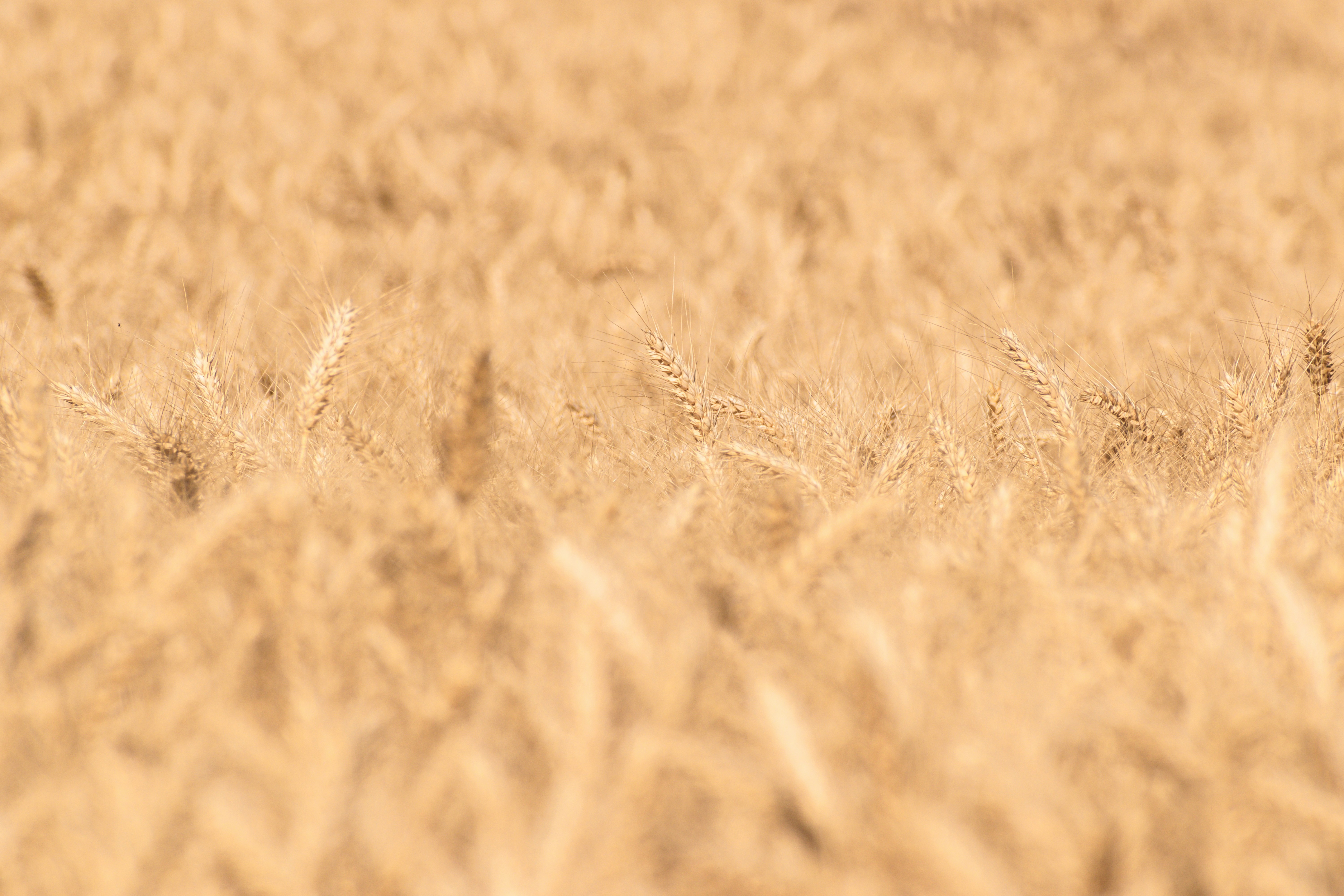 Photo by niki_emmert