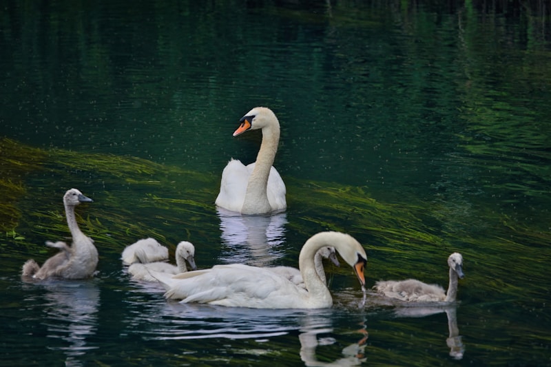 Swans and cygnets swim gracefully in the water.