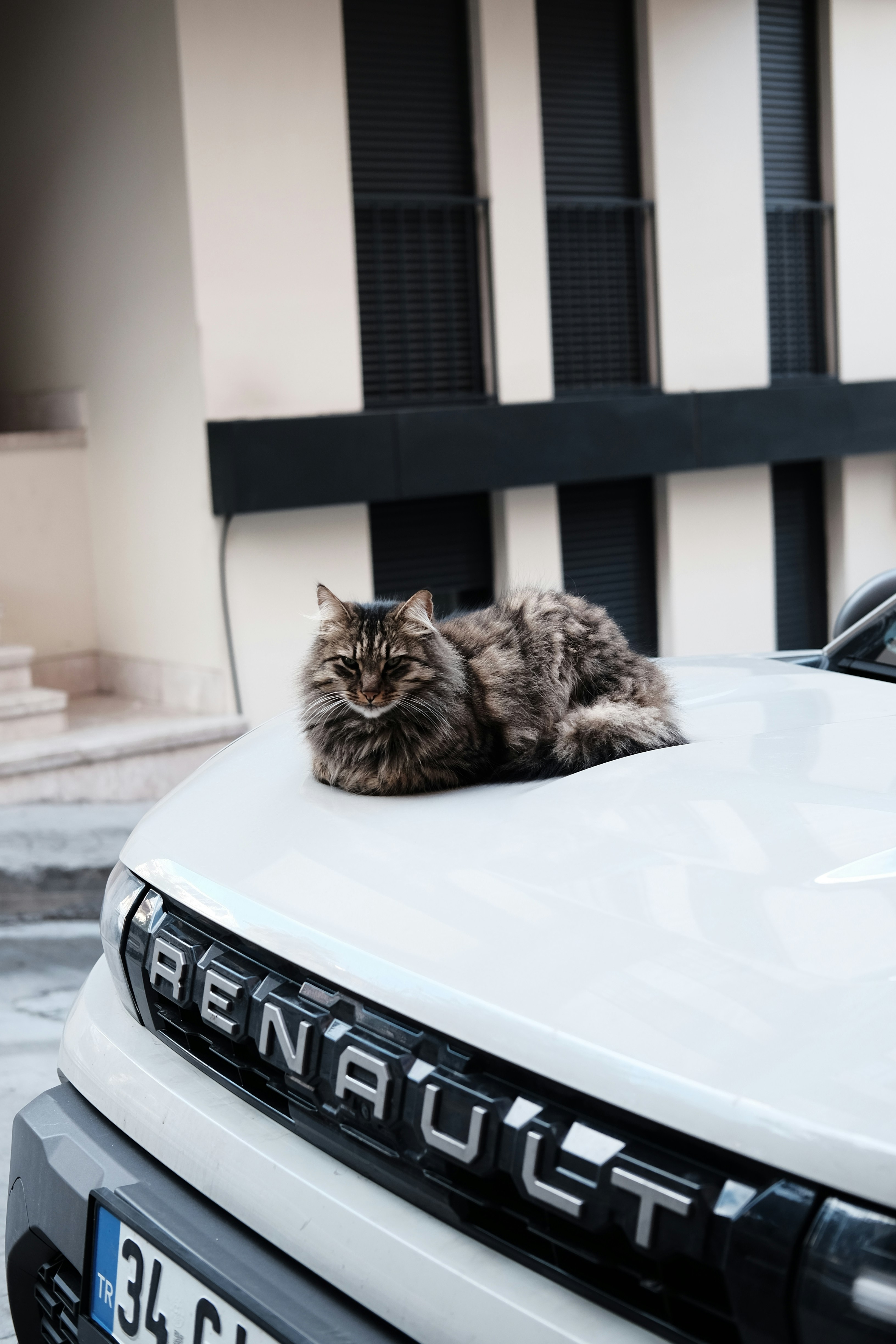 A cat rests on a white car's hood.