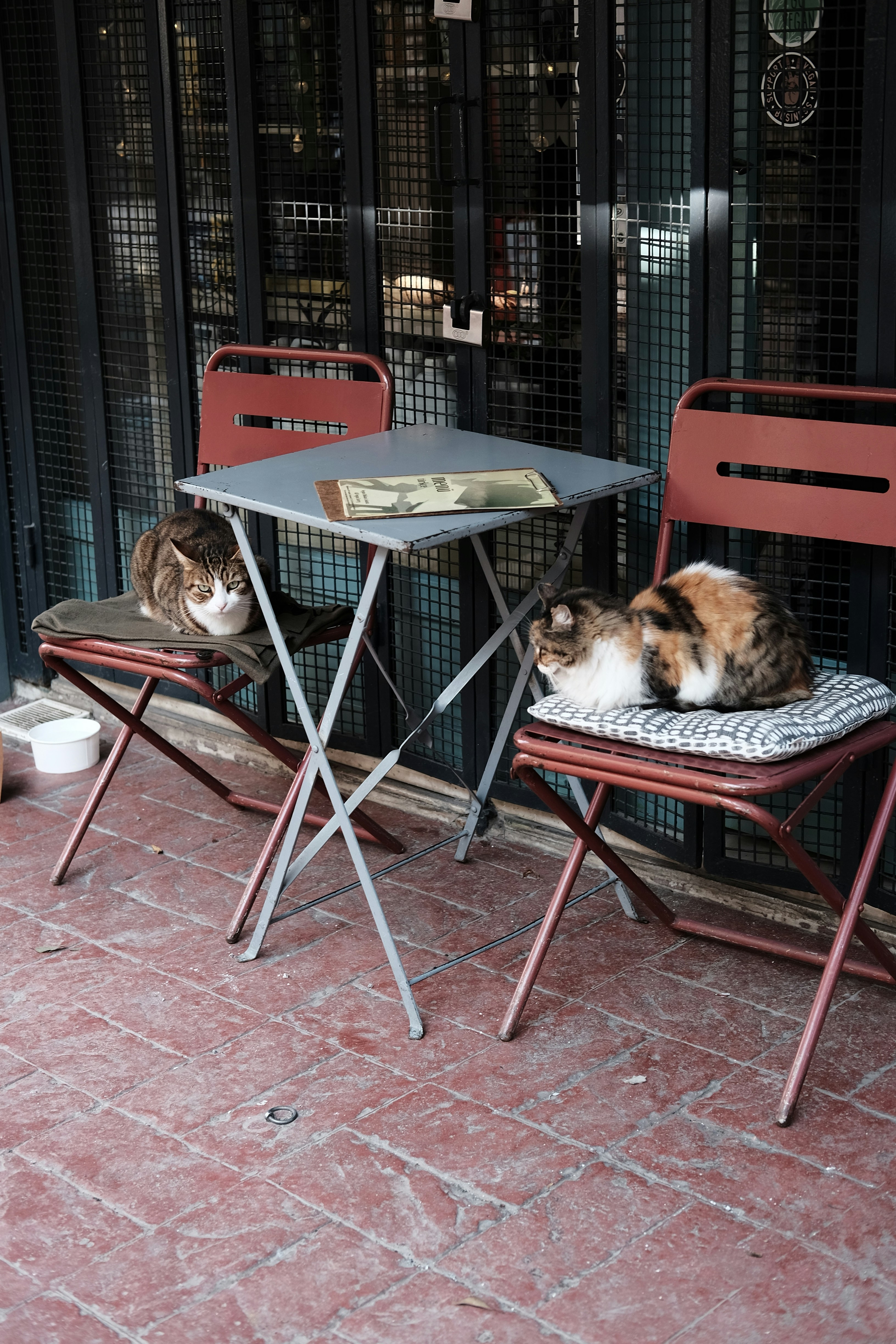 Cats sit on chairs outside a cafe.