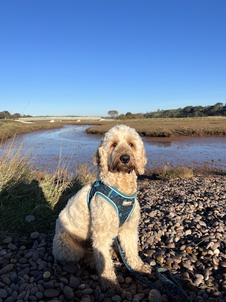 Dog-Friendly Devon: The Complete Guide to Visiting with Your Dog