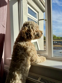 A dog looks longingly out the window