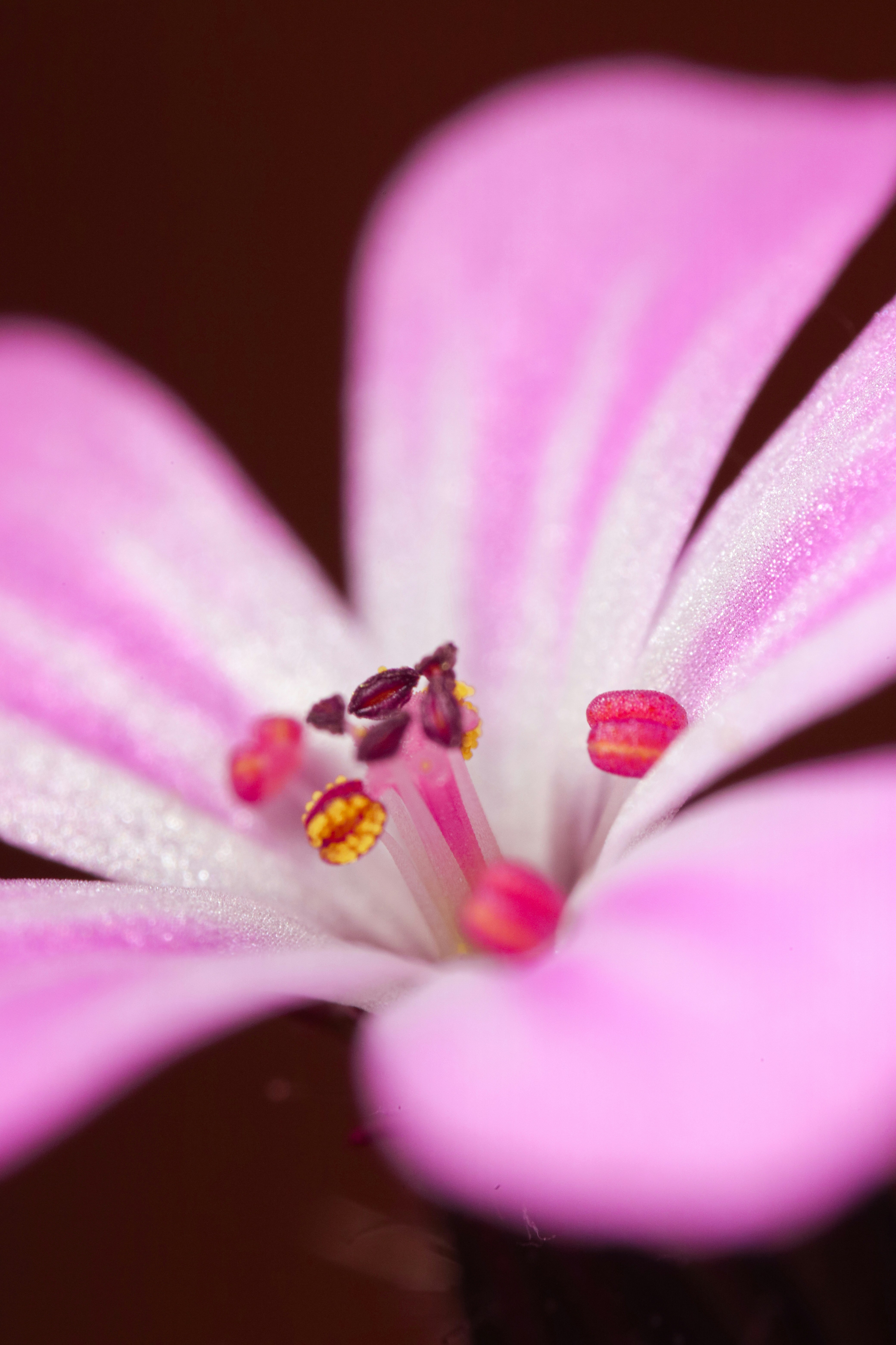 A close-up view of a pink flower.