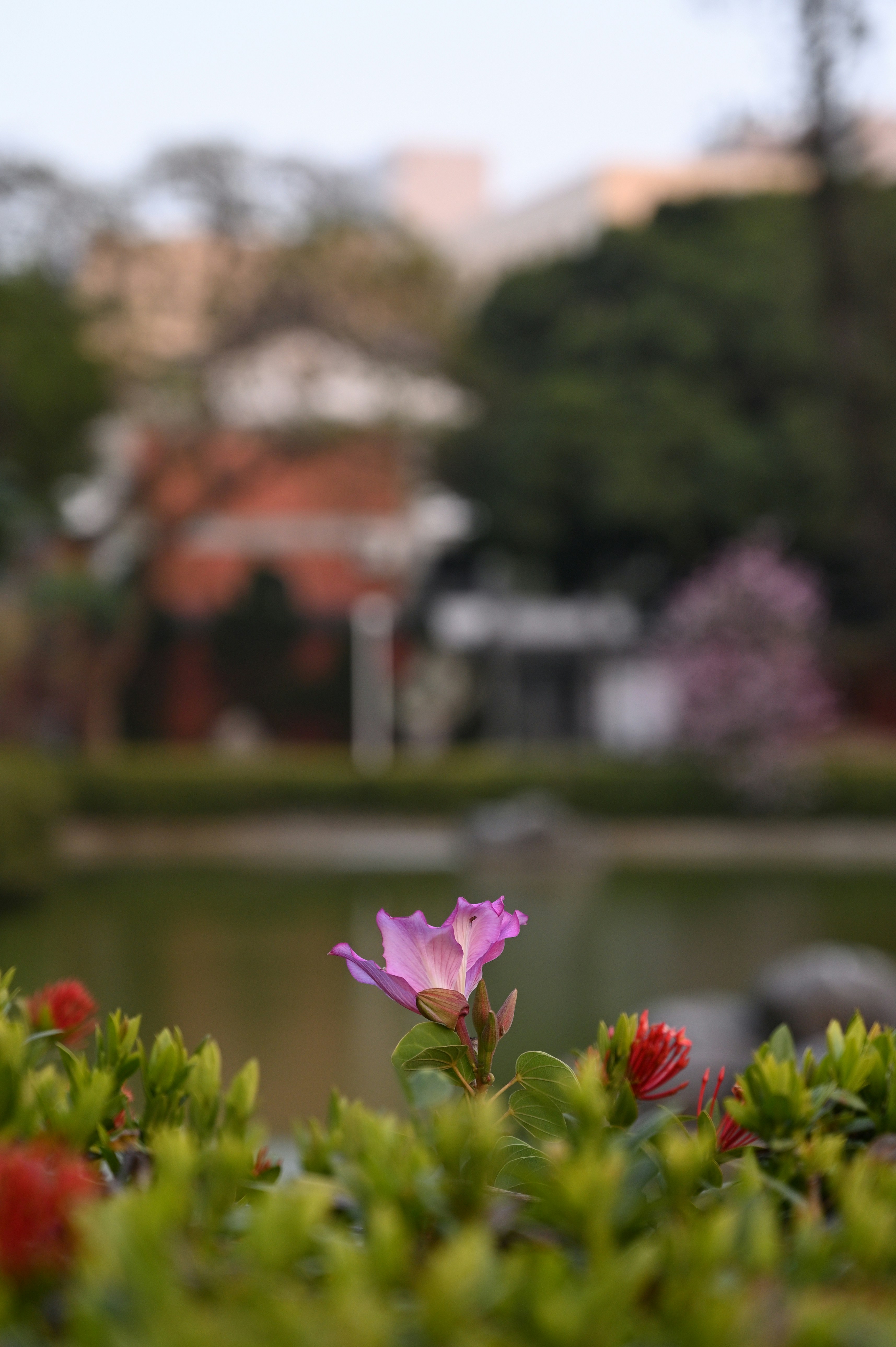 Uma flor roxa desabrocha no jardim.