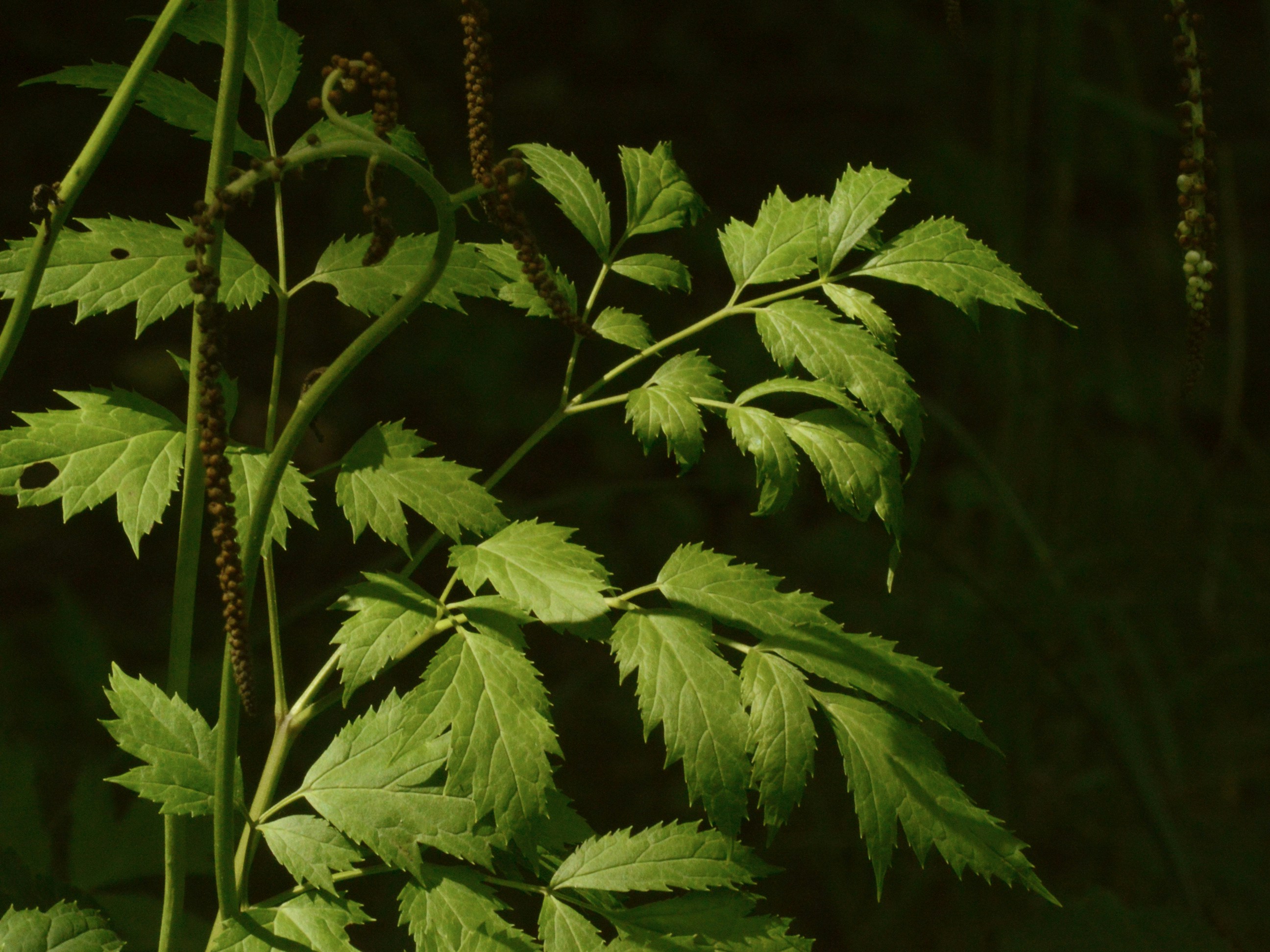Lush green plant with detailed, jagged leaves.