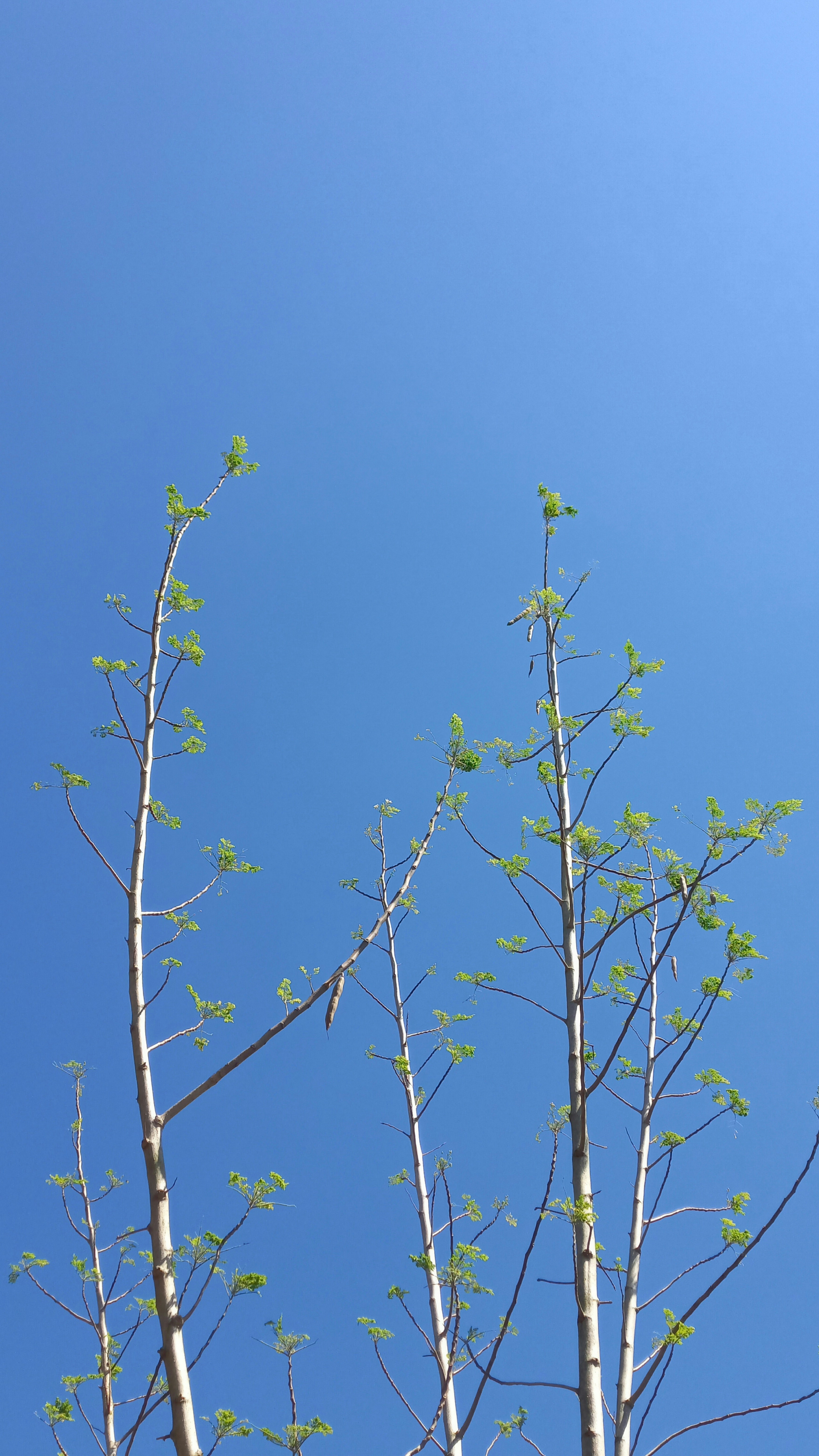 Trees with green leaves reach toward the bright blue sky.