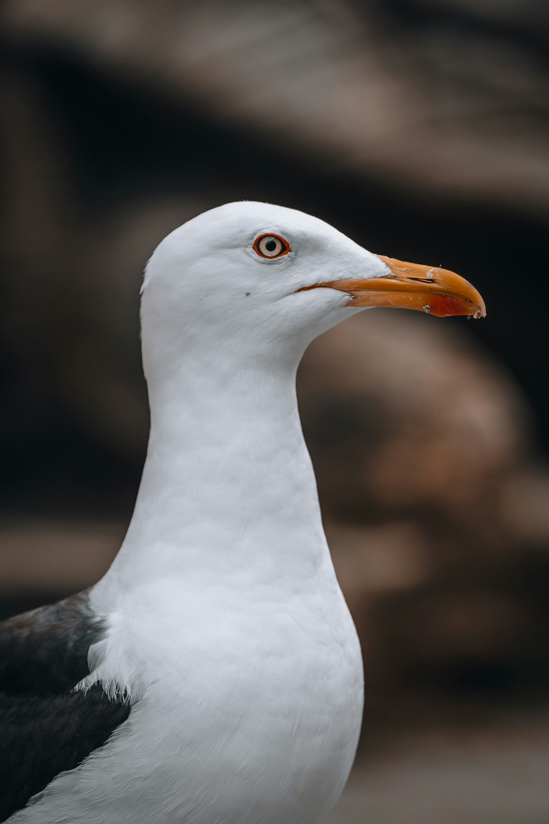 白い鳥 img_cache_a_27484_1_1554256081