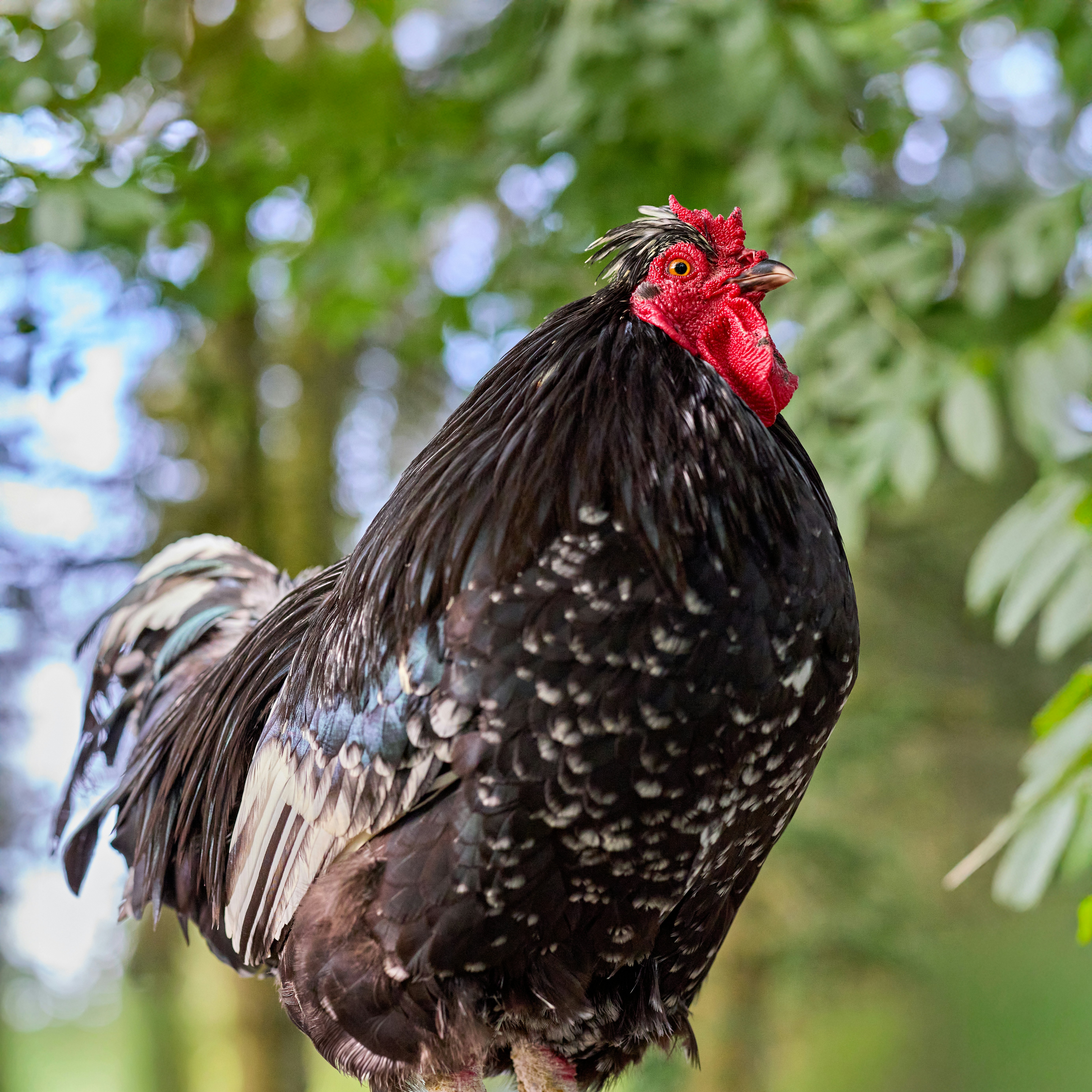 Photo by erwinbosman