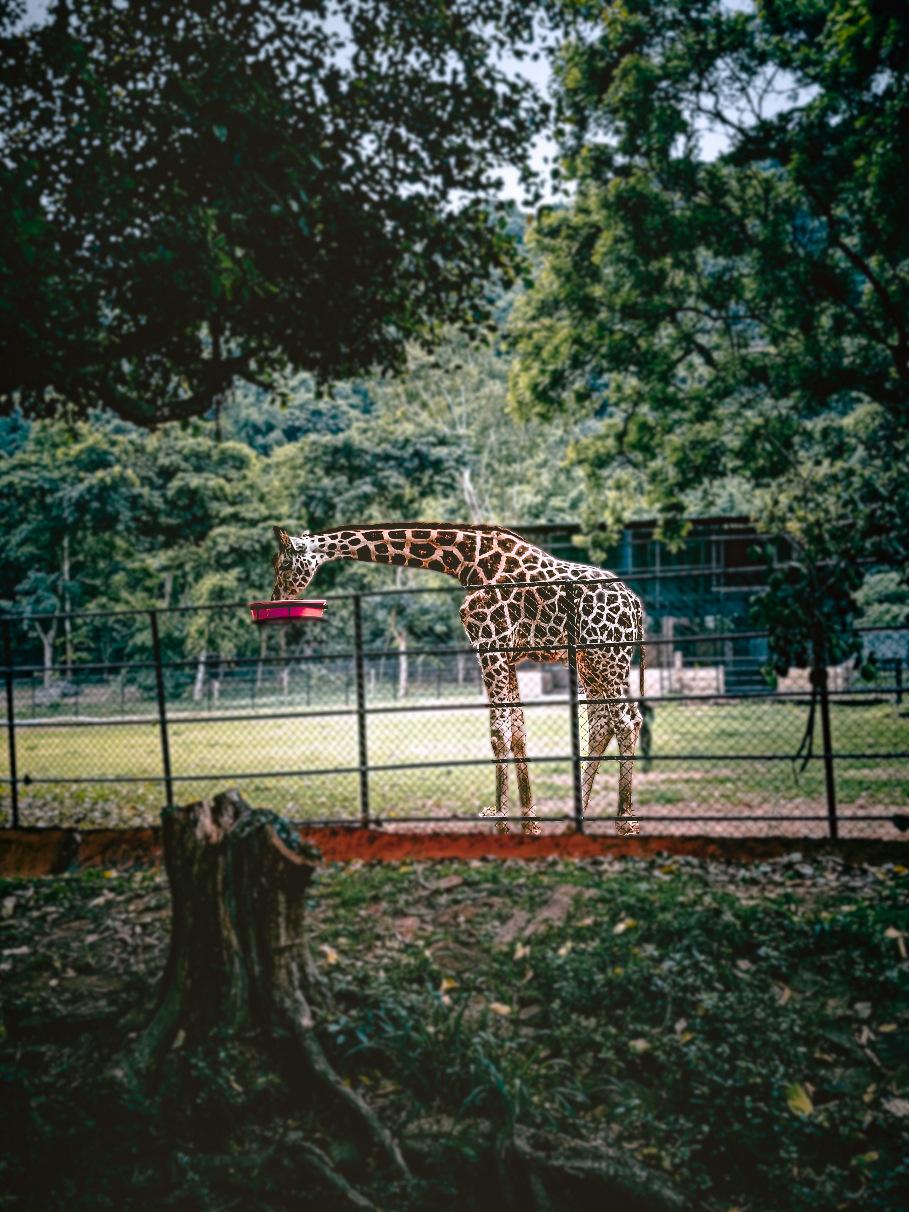 Photo by dhanaraj179