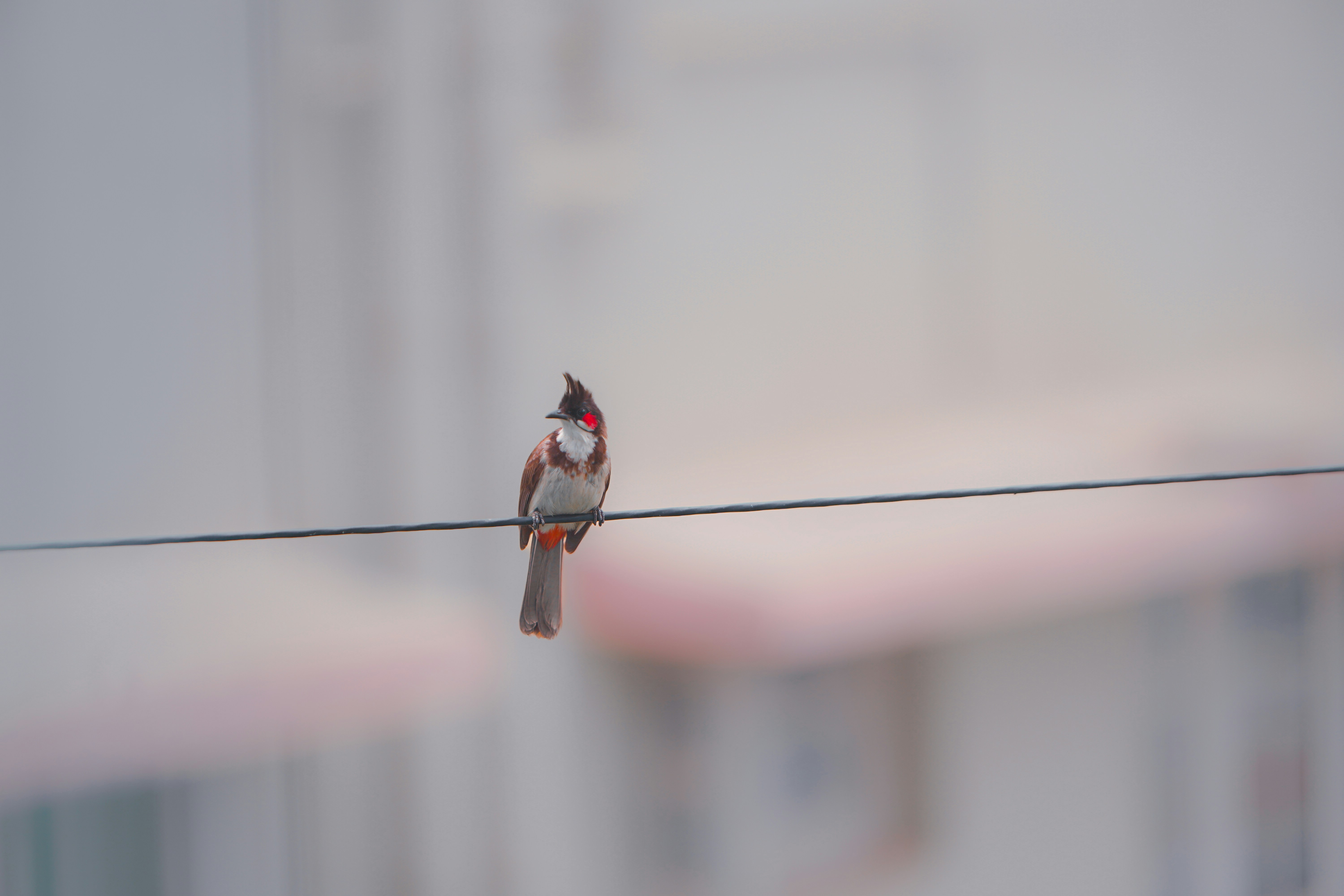 Photo by nithinenomcor