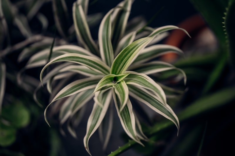 Spindelplanta