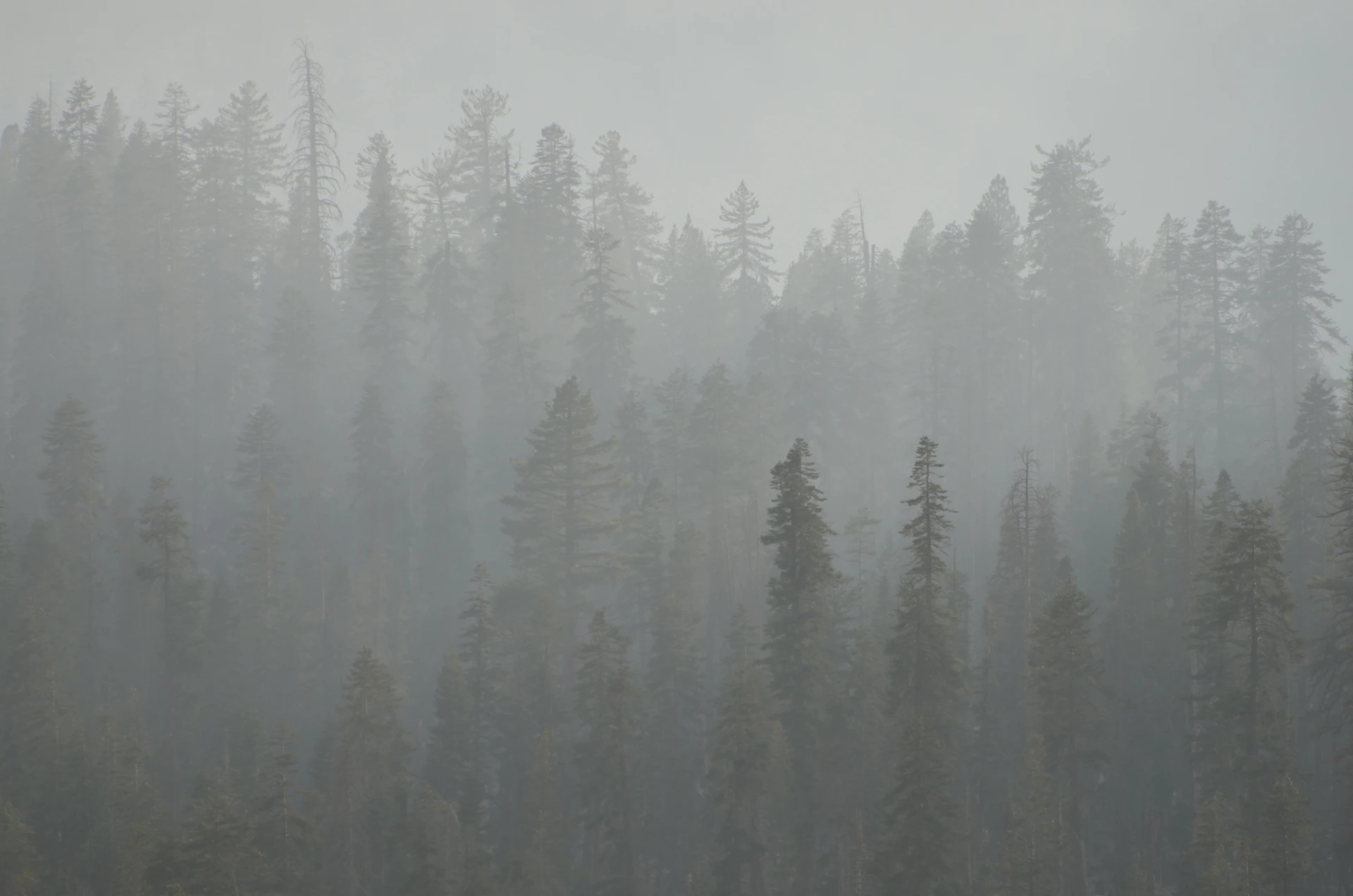 Foggy forest trees create a moody, blurred scene.