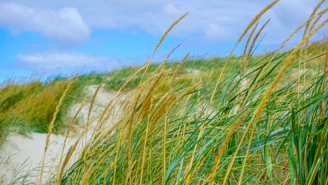 Grassy dunes sway gently under a blue sky.