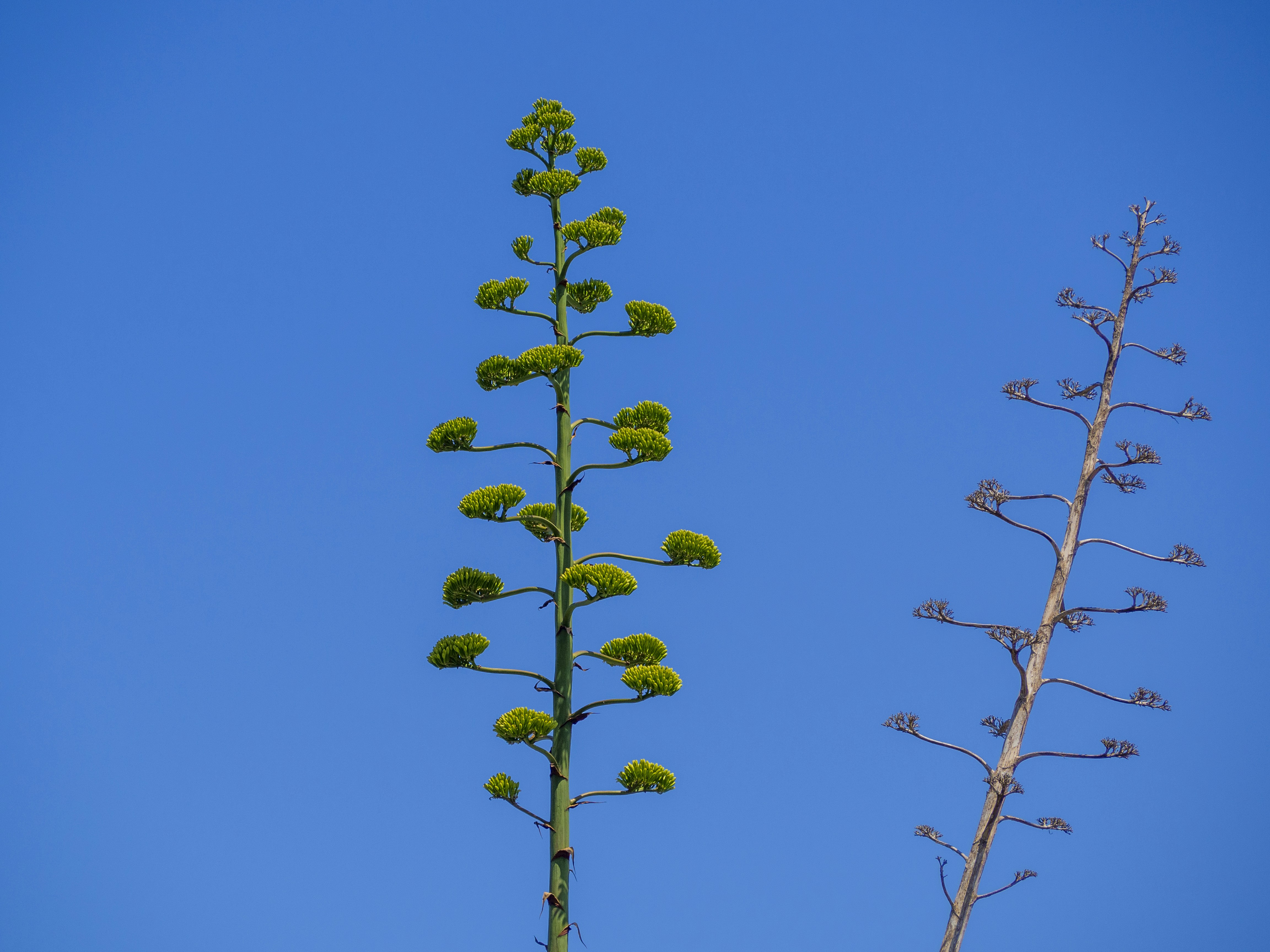 Two tall agave flower stalks against a blue sky.