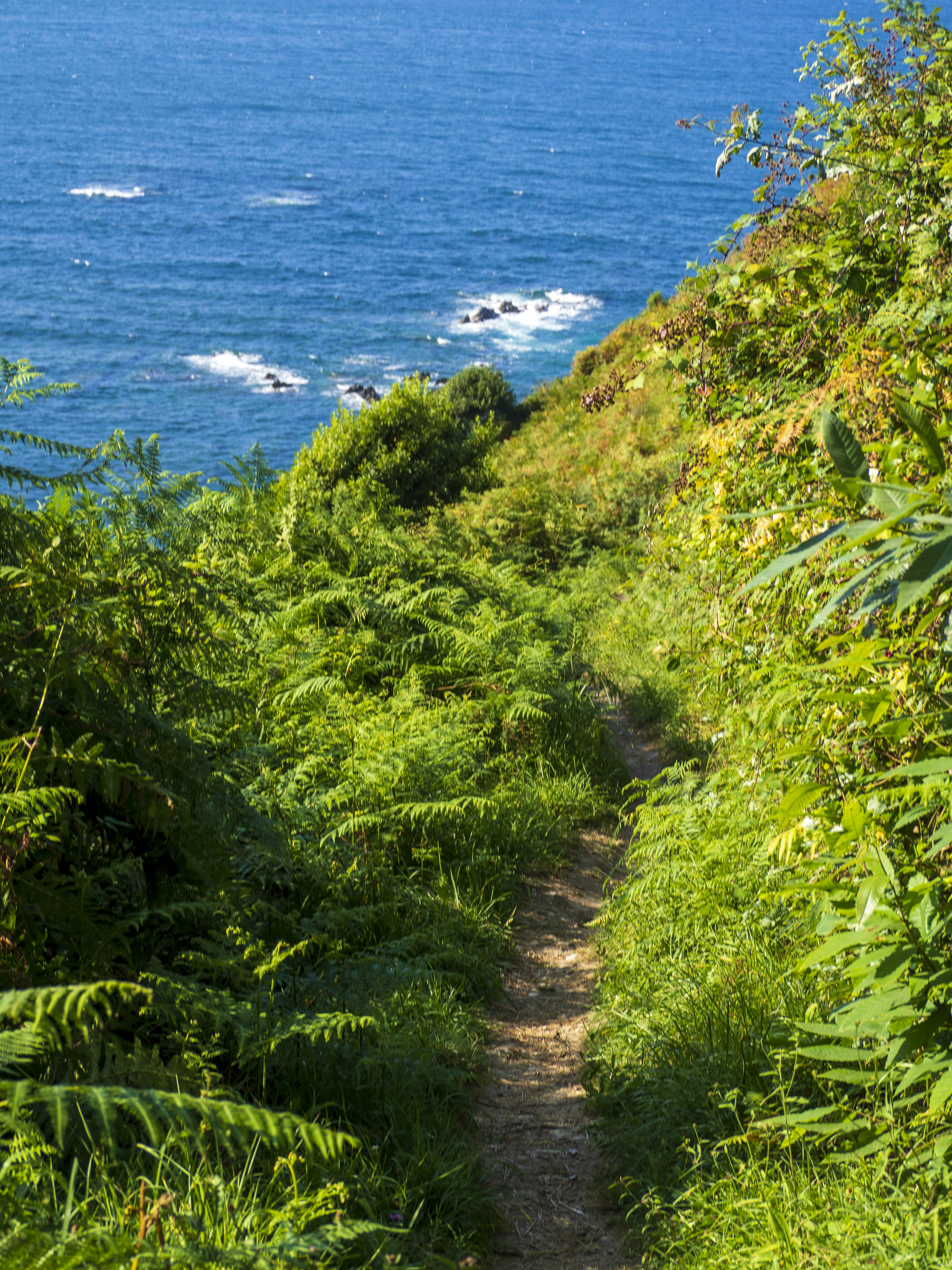 A winding trail leads to the blue sea.