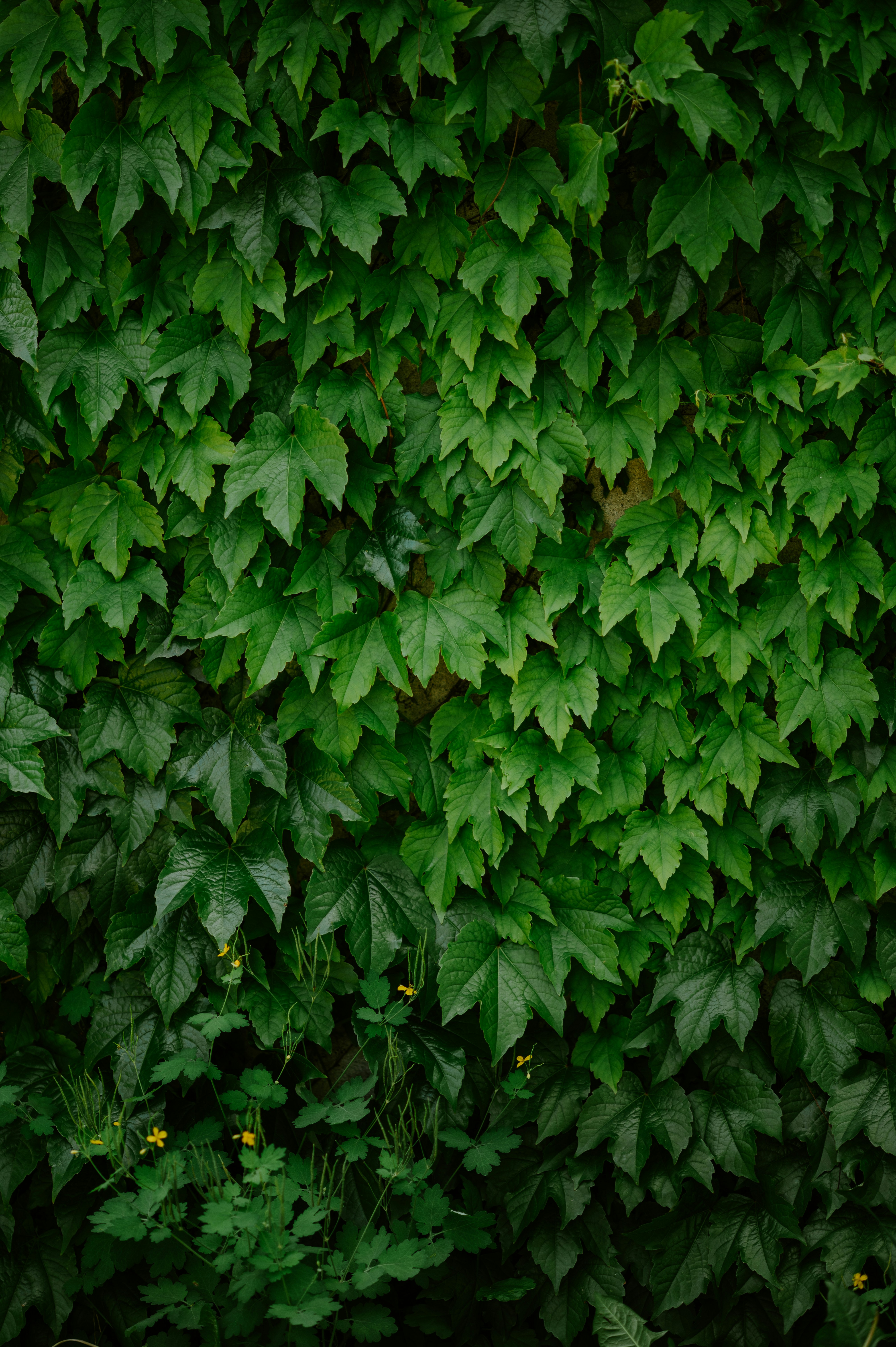 Photo by claudiumorut