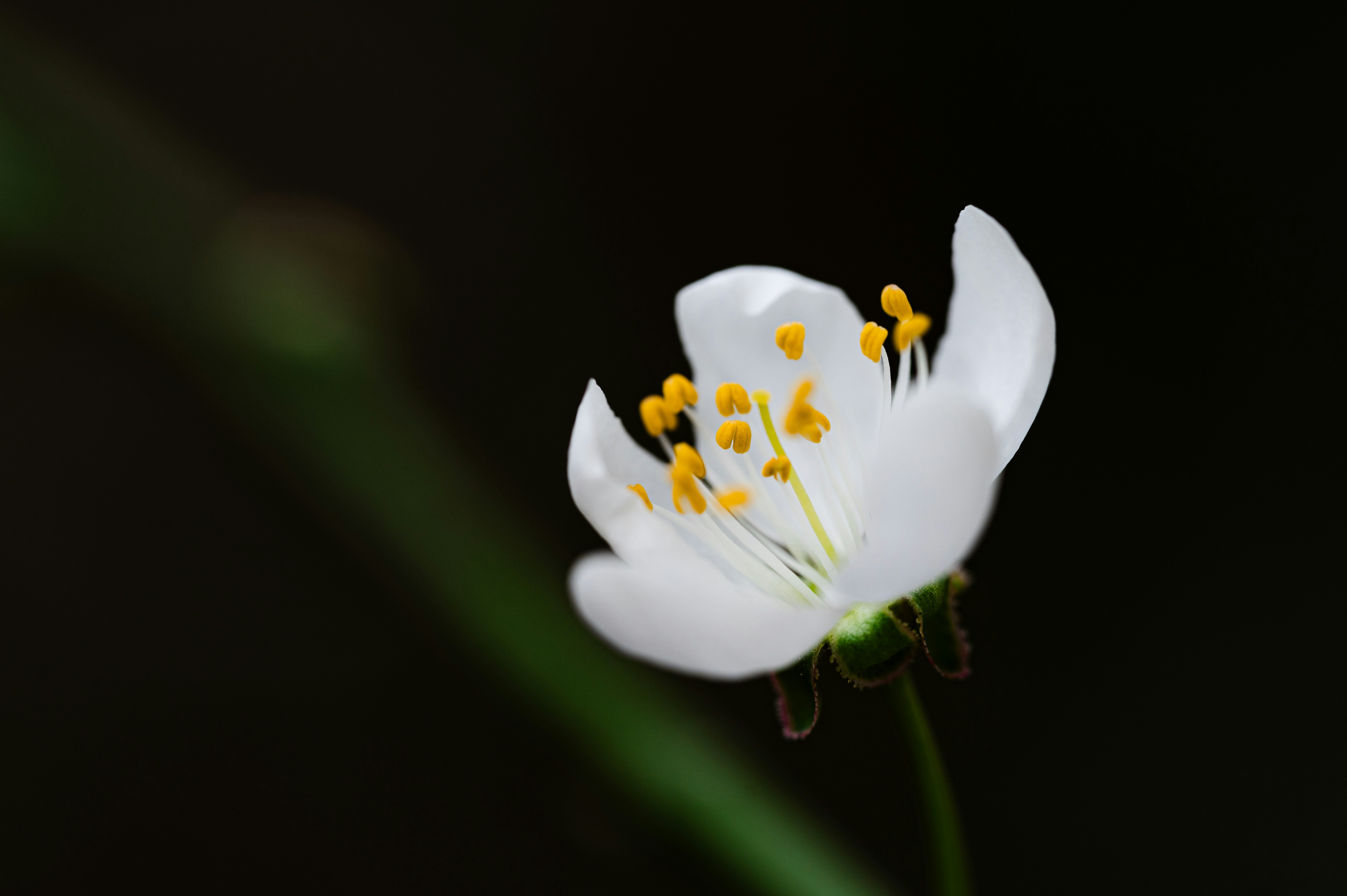 Photo by claudiumorut