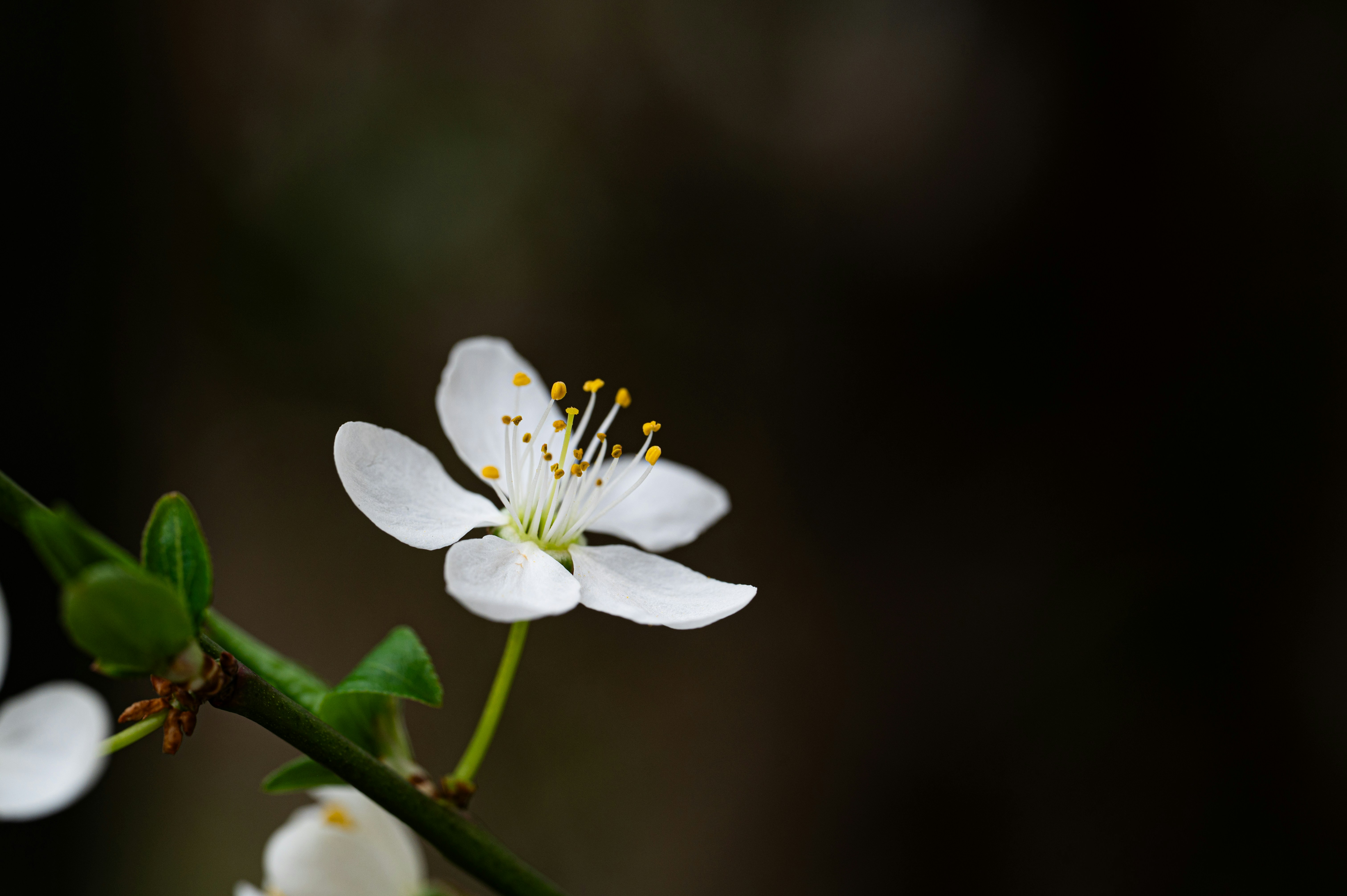 Photo by claudiumorut