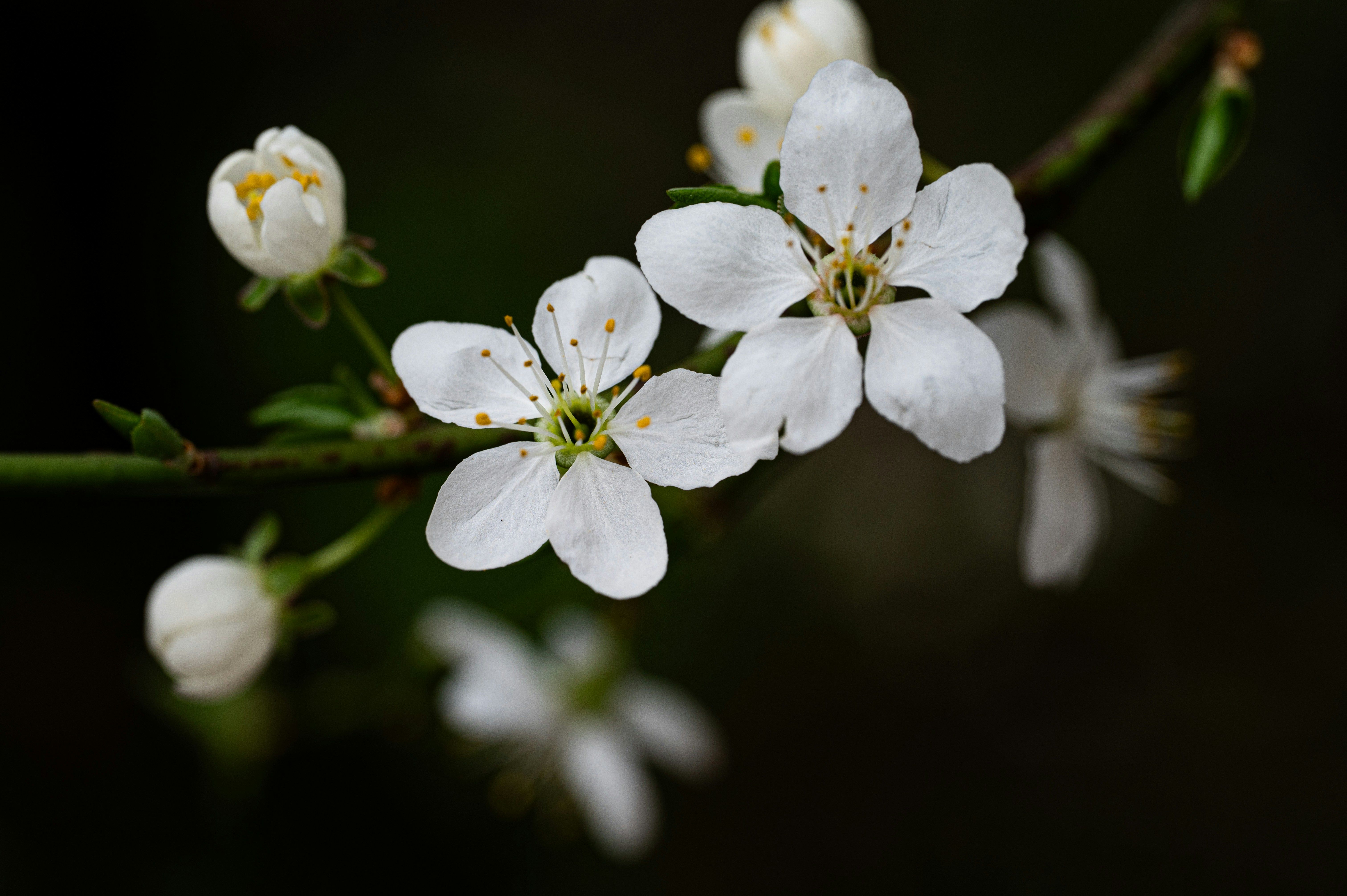 Photo by claudiumorut