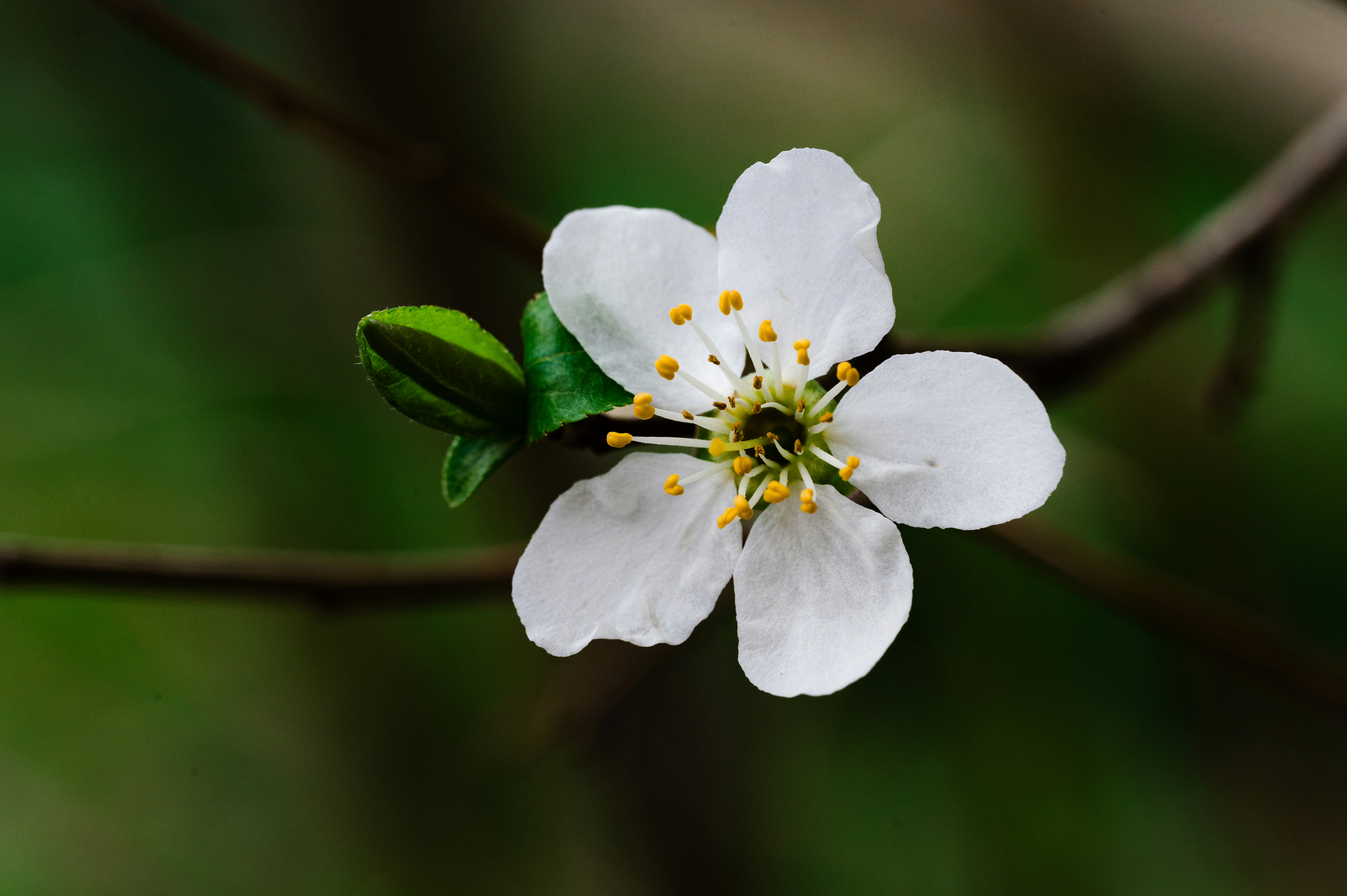 Photo by claudiumorut