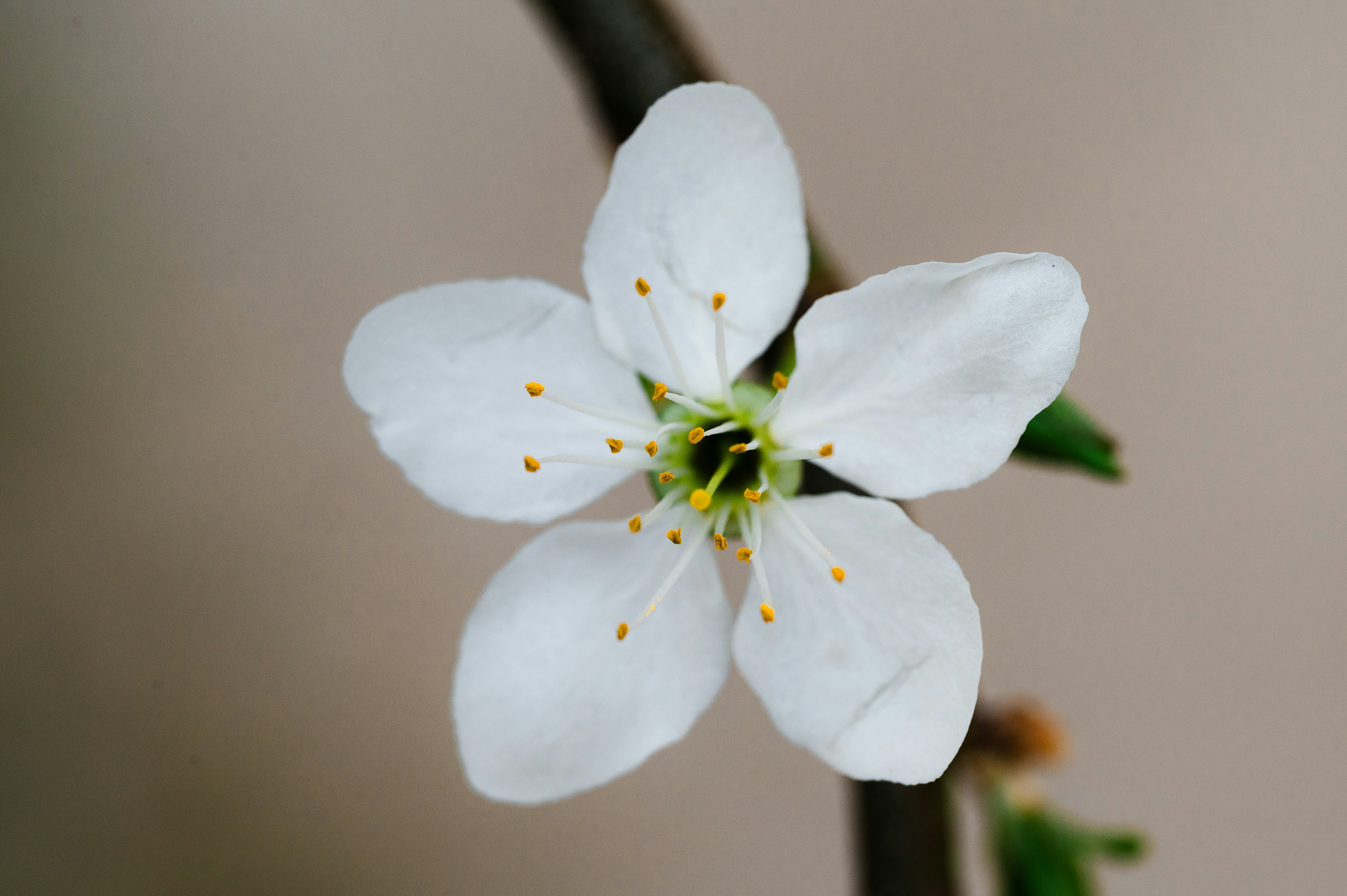 Photo by claudiumorut