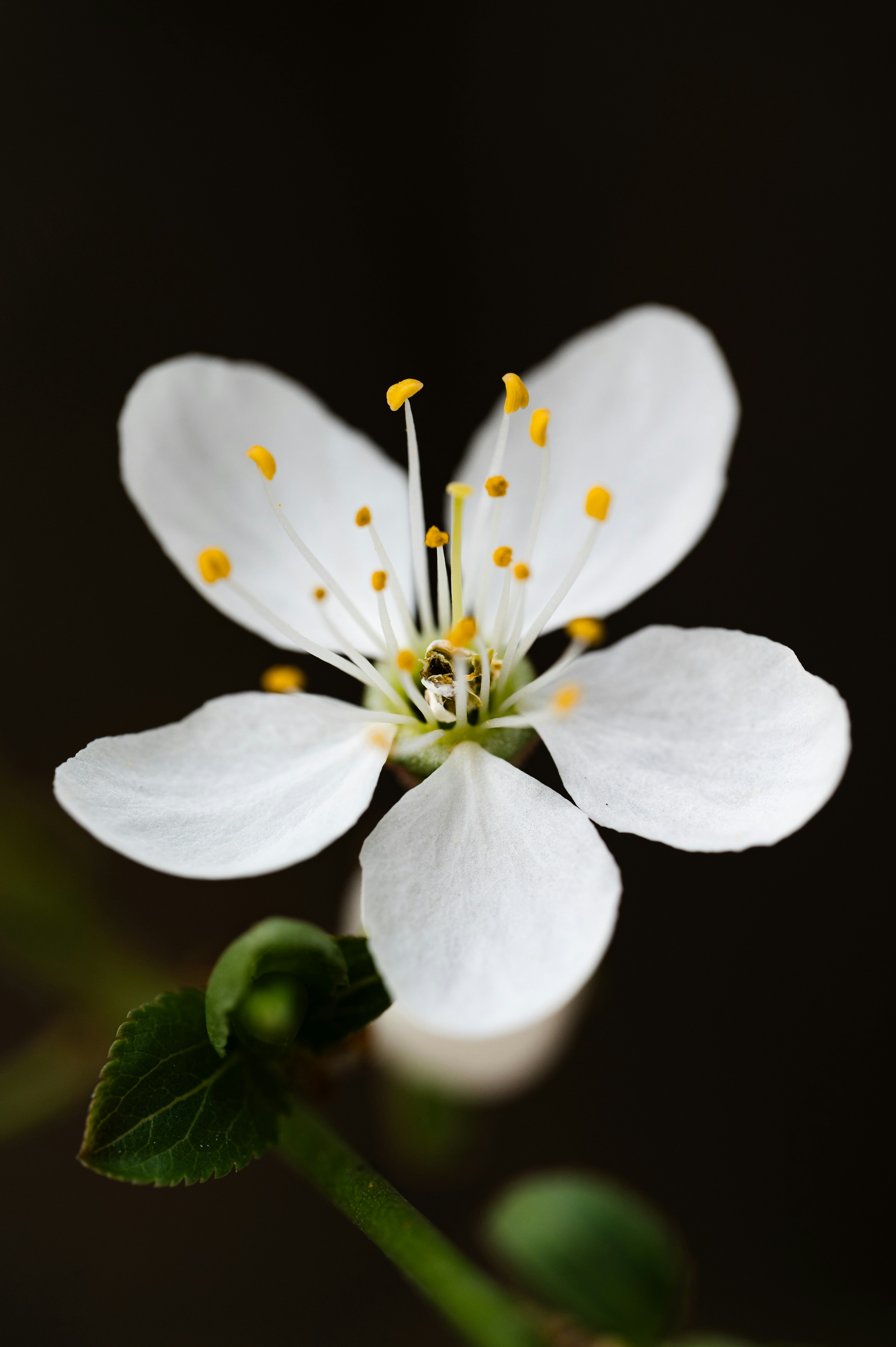 Photo by claudiumorut