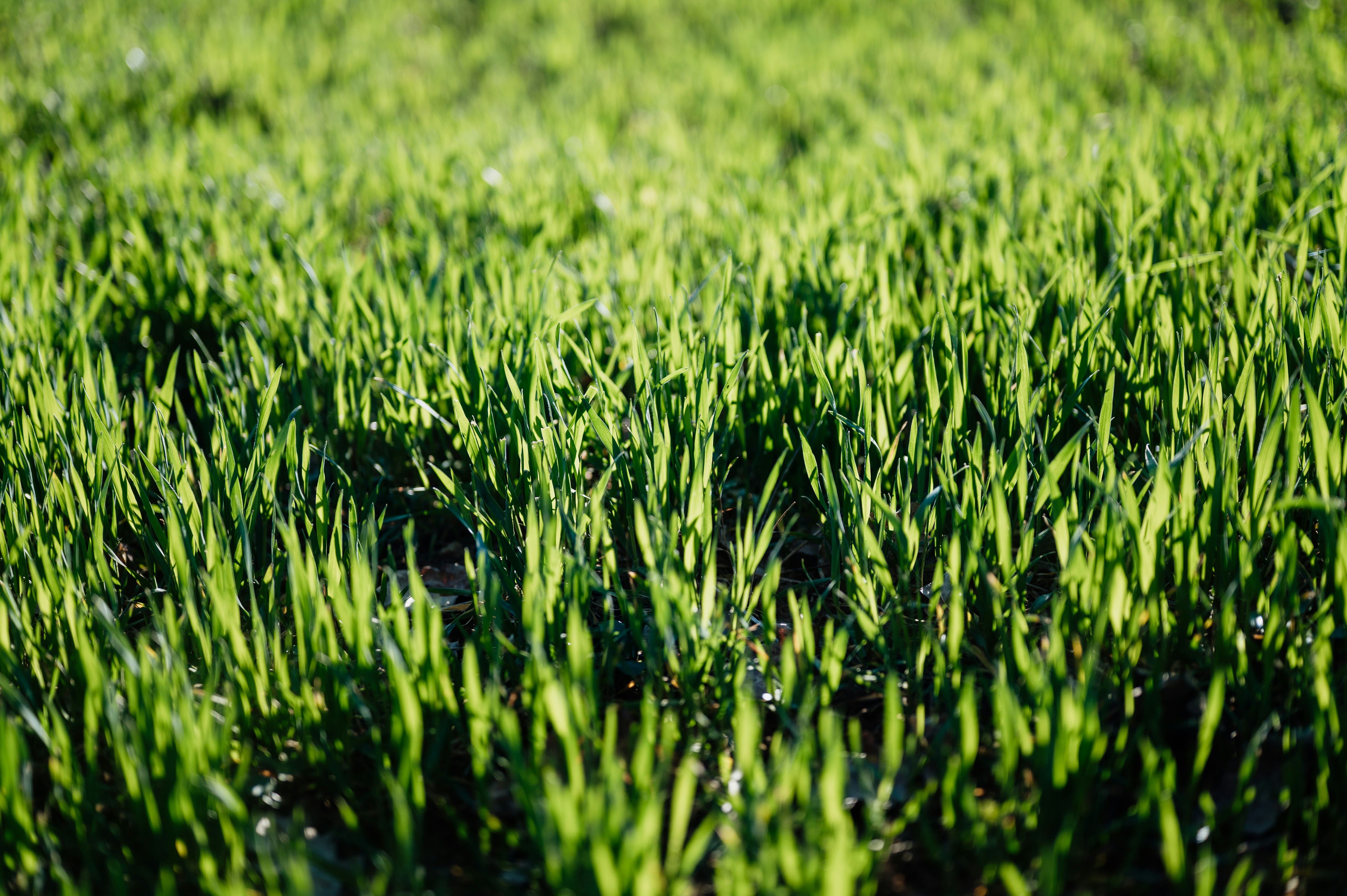 Photo by claudiumorut