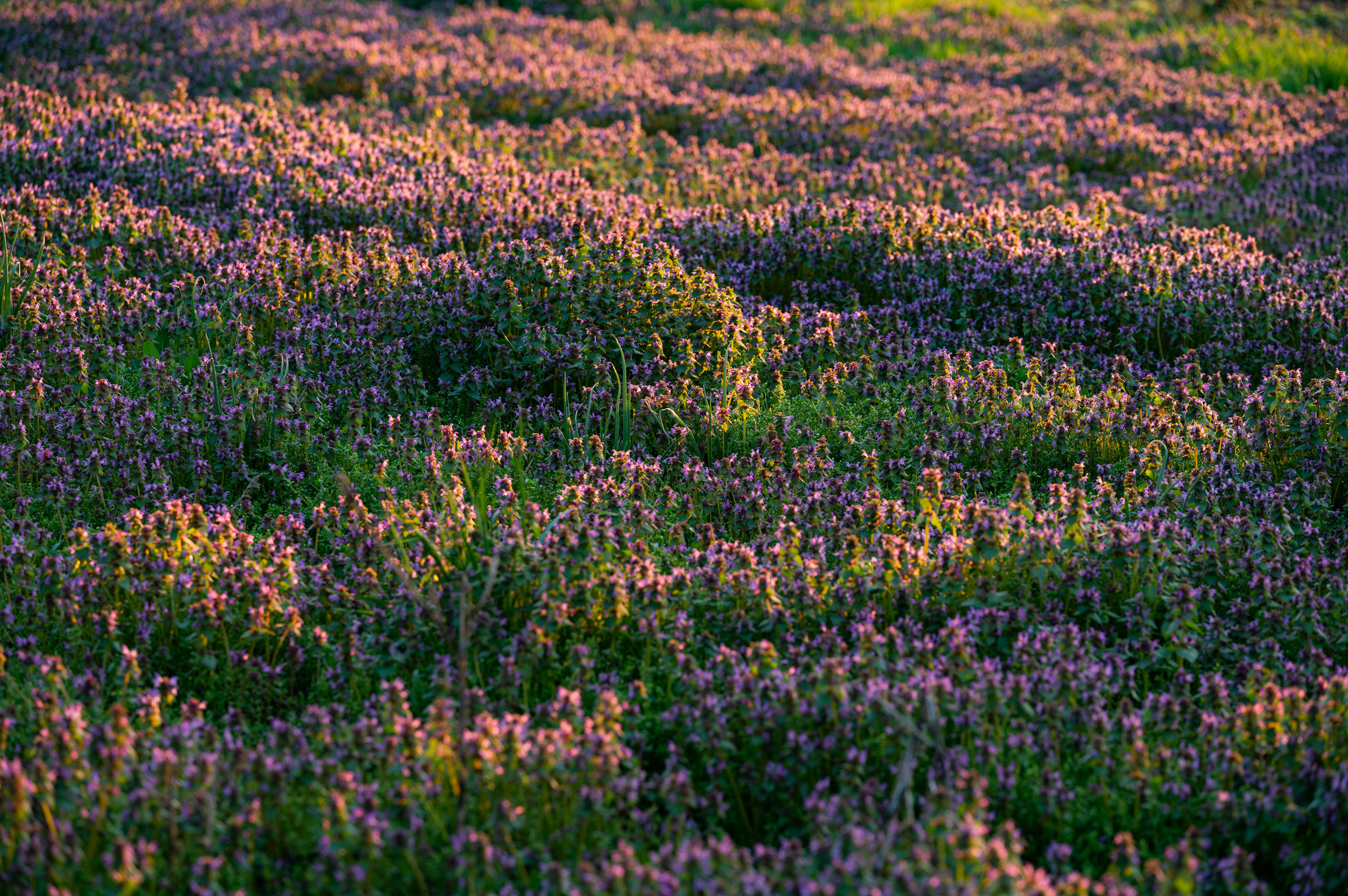 Photo by claudiumorut